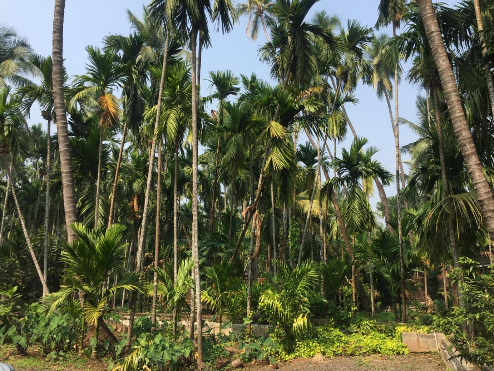 Arecapalm, Murud view 2
