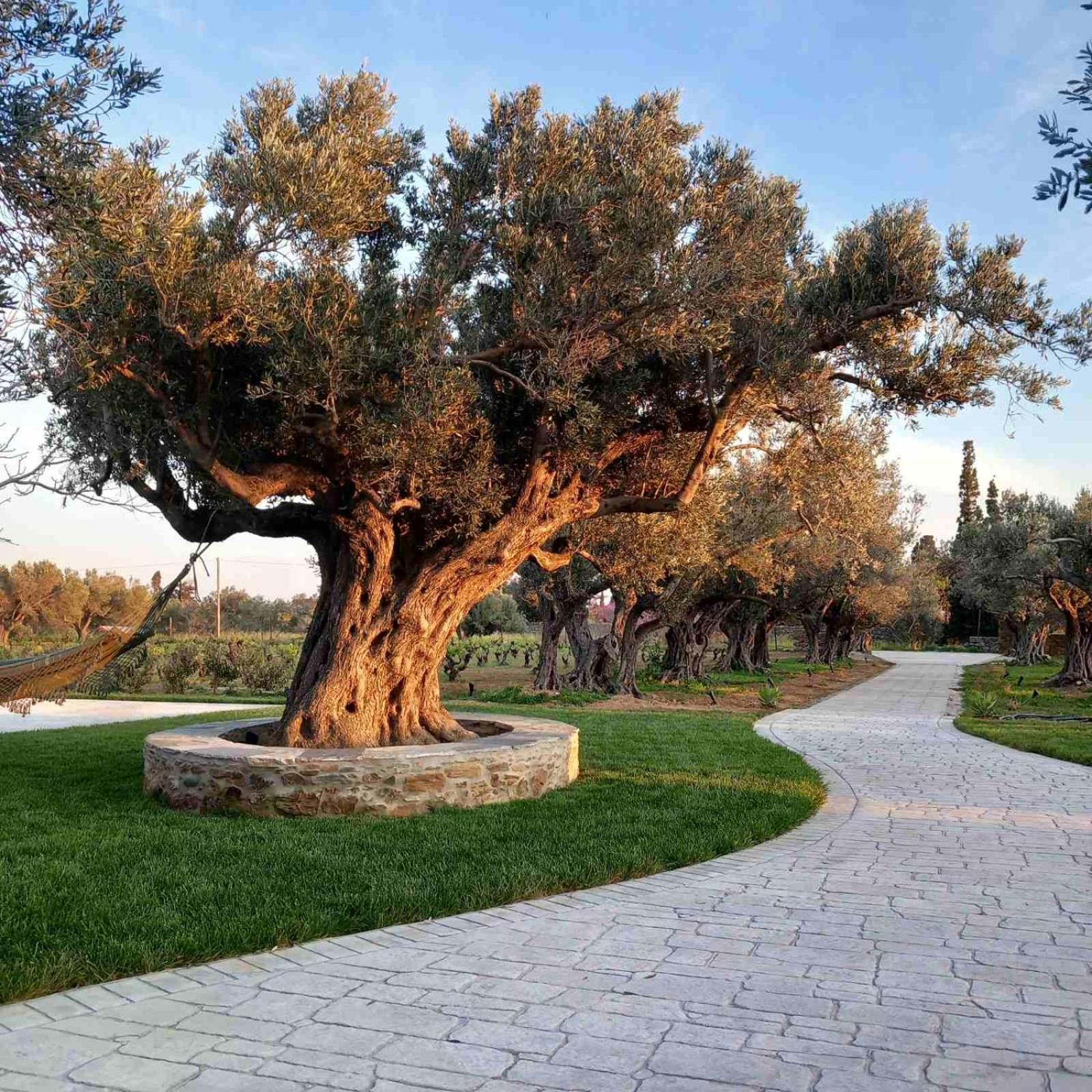 Peristerionas Estate