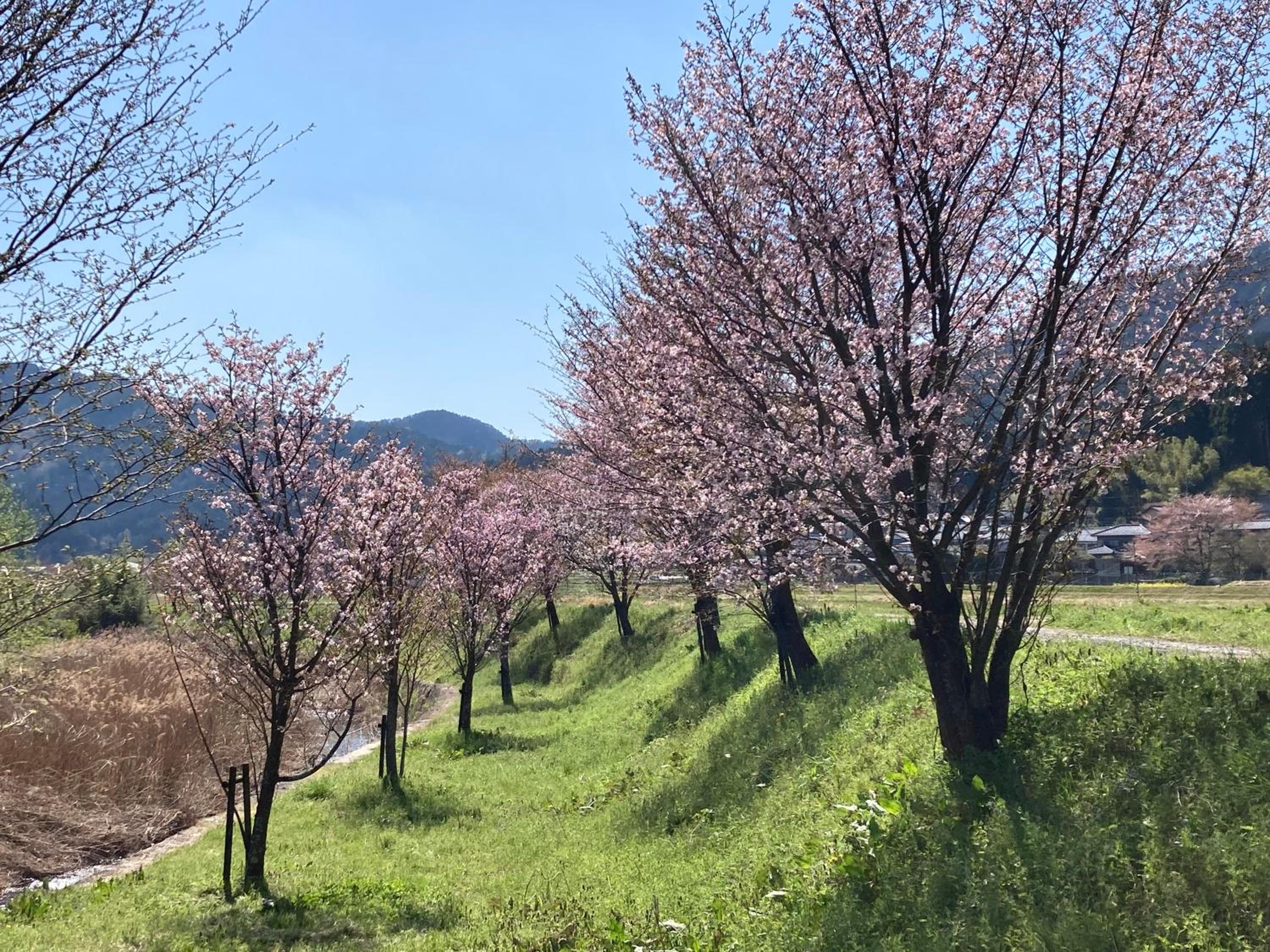 Ryoso Chatani