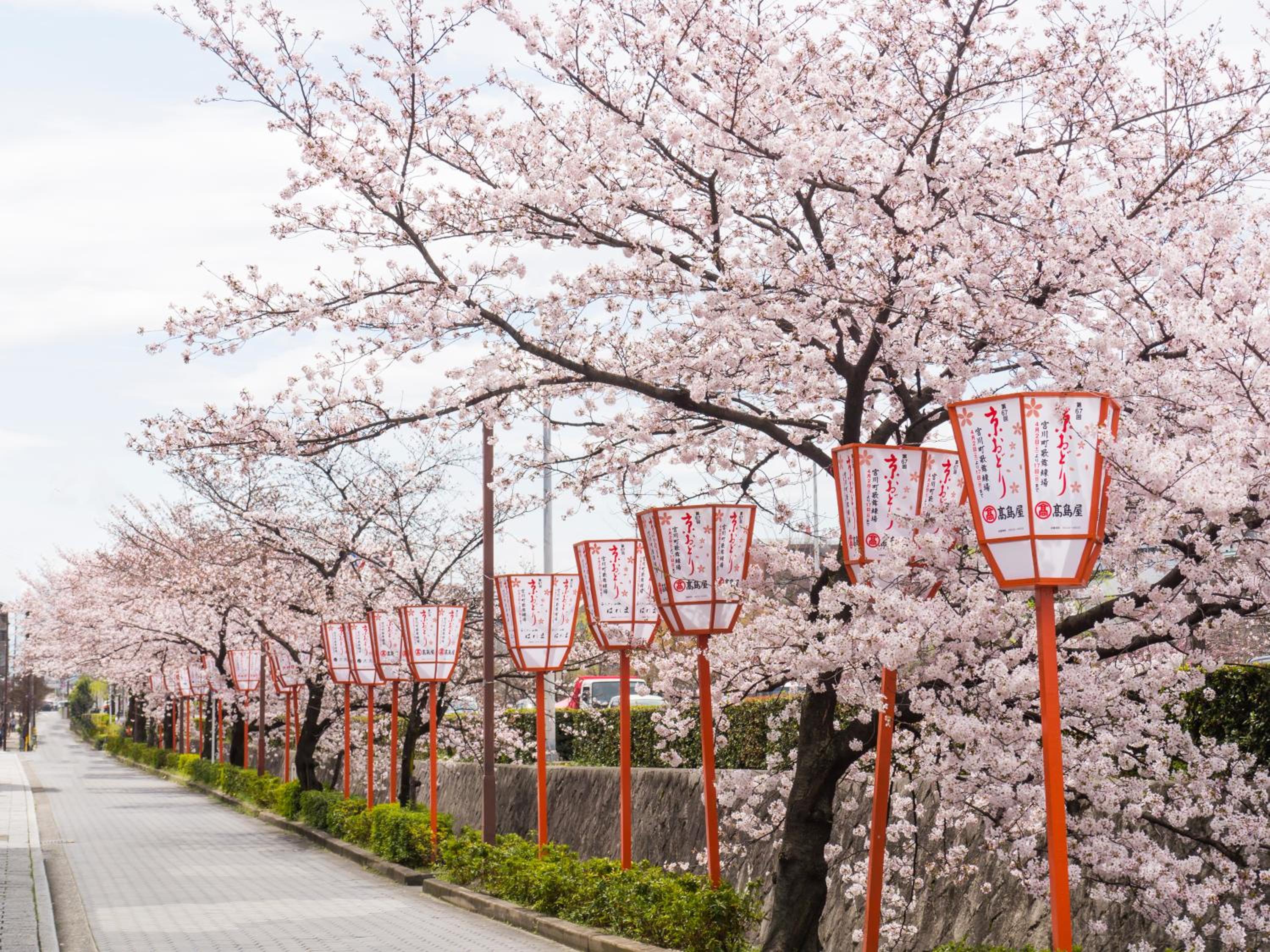 Sakura Riverview Gion