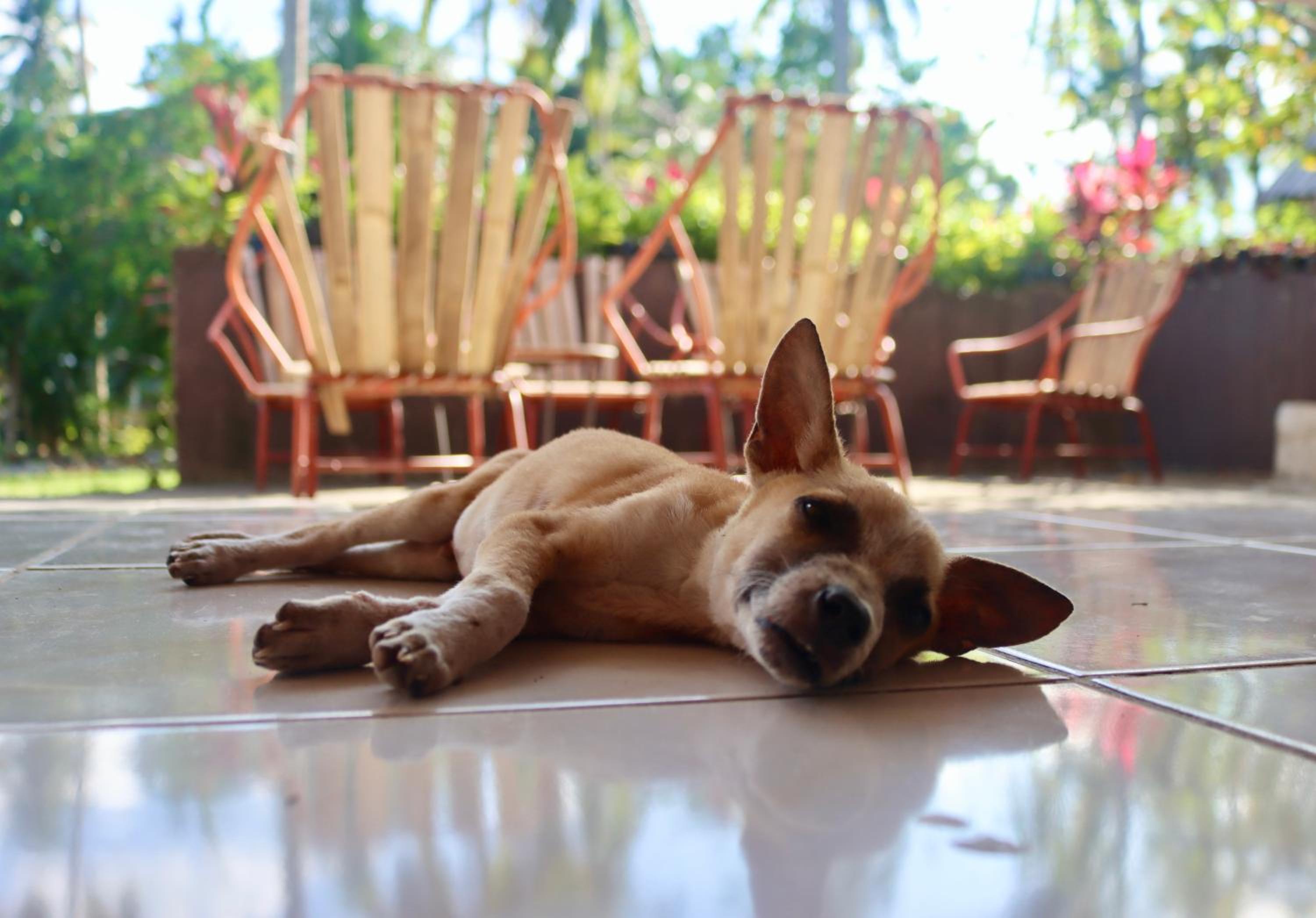 Bohol Hammock Hostel