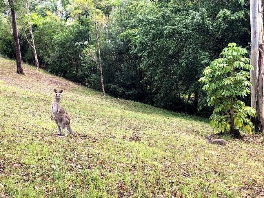 Noosa hinterland acreage close to the beach