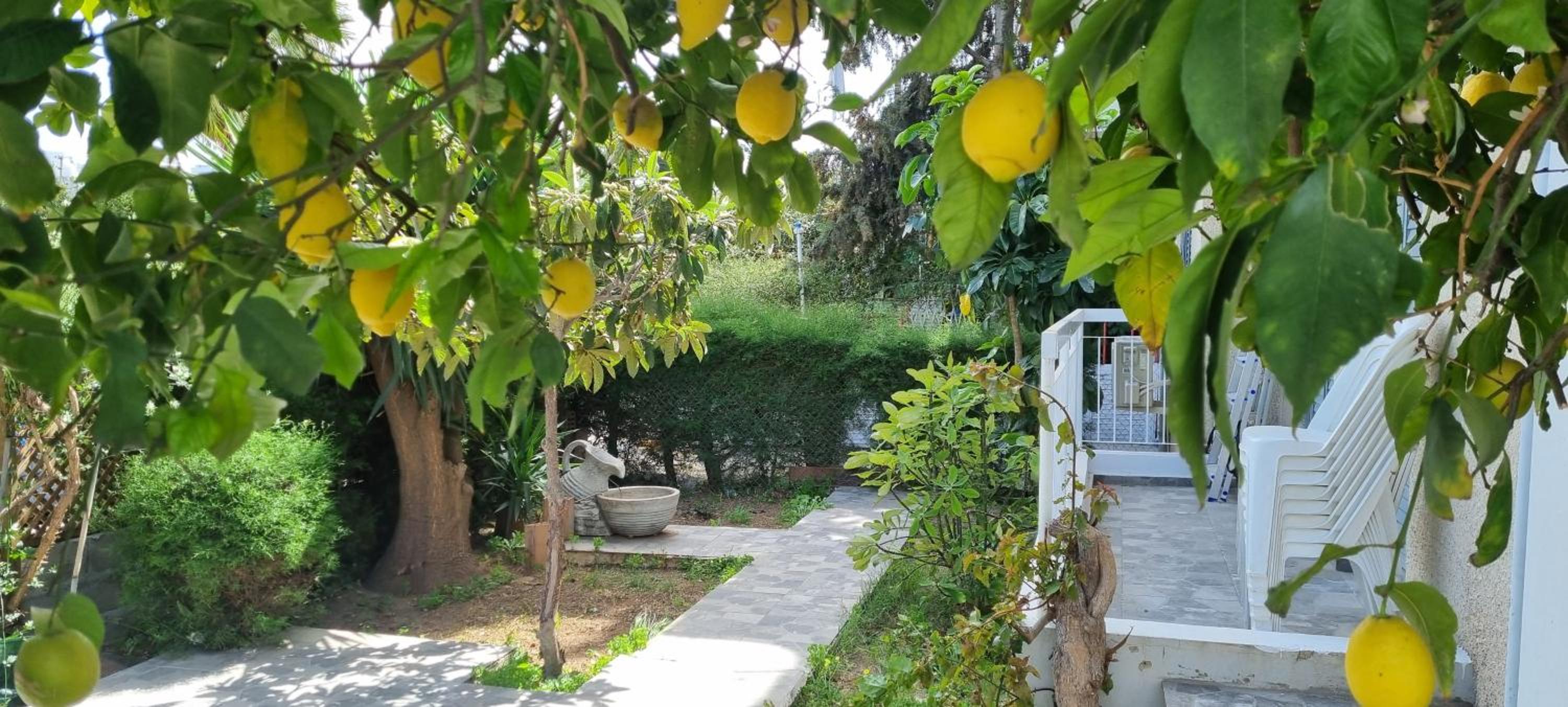 Elpida Lemon Garden House