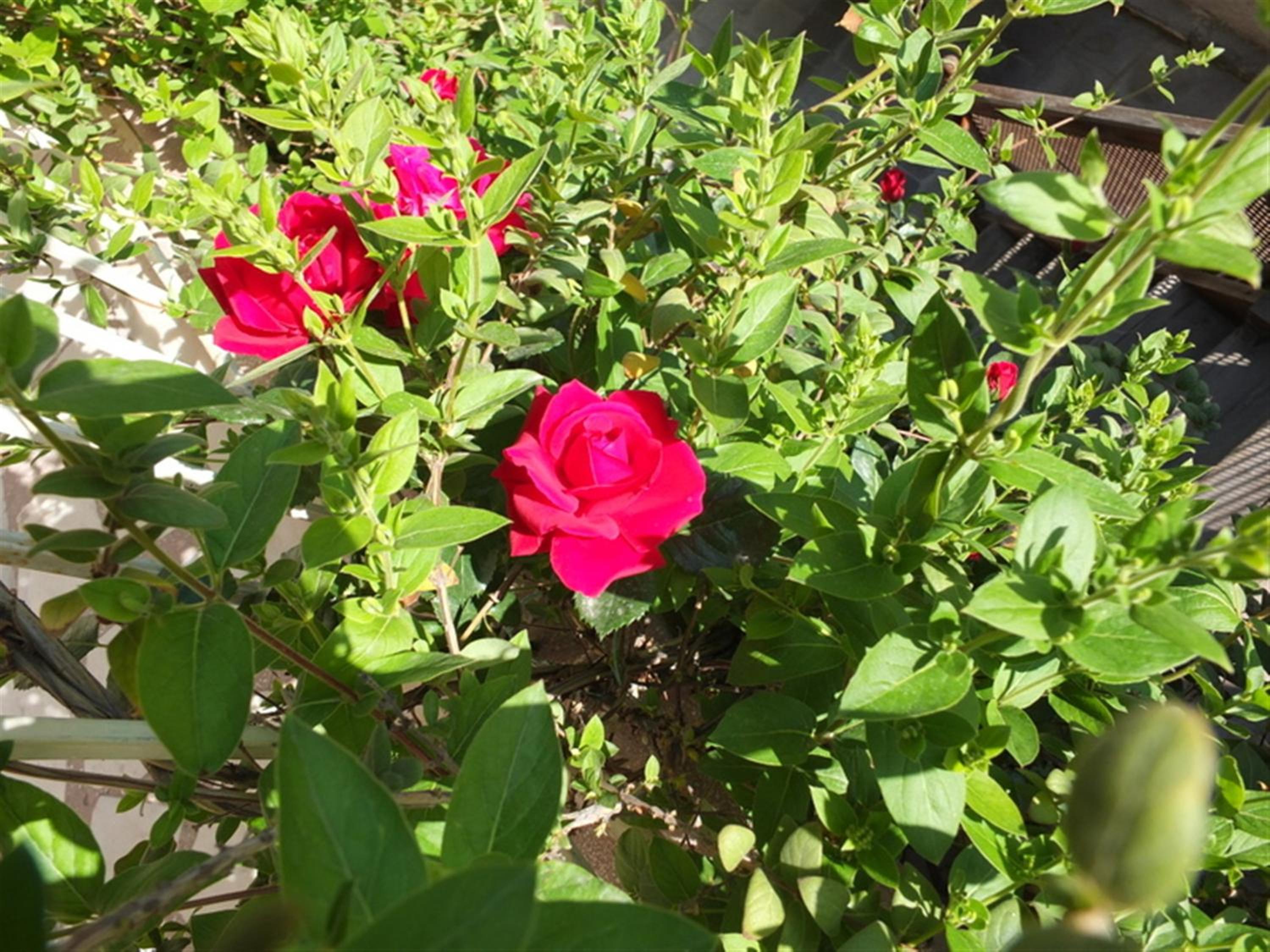 Photo 44