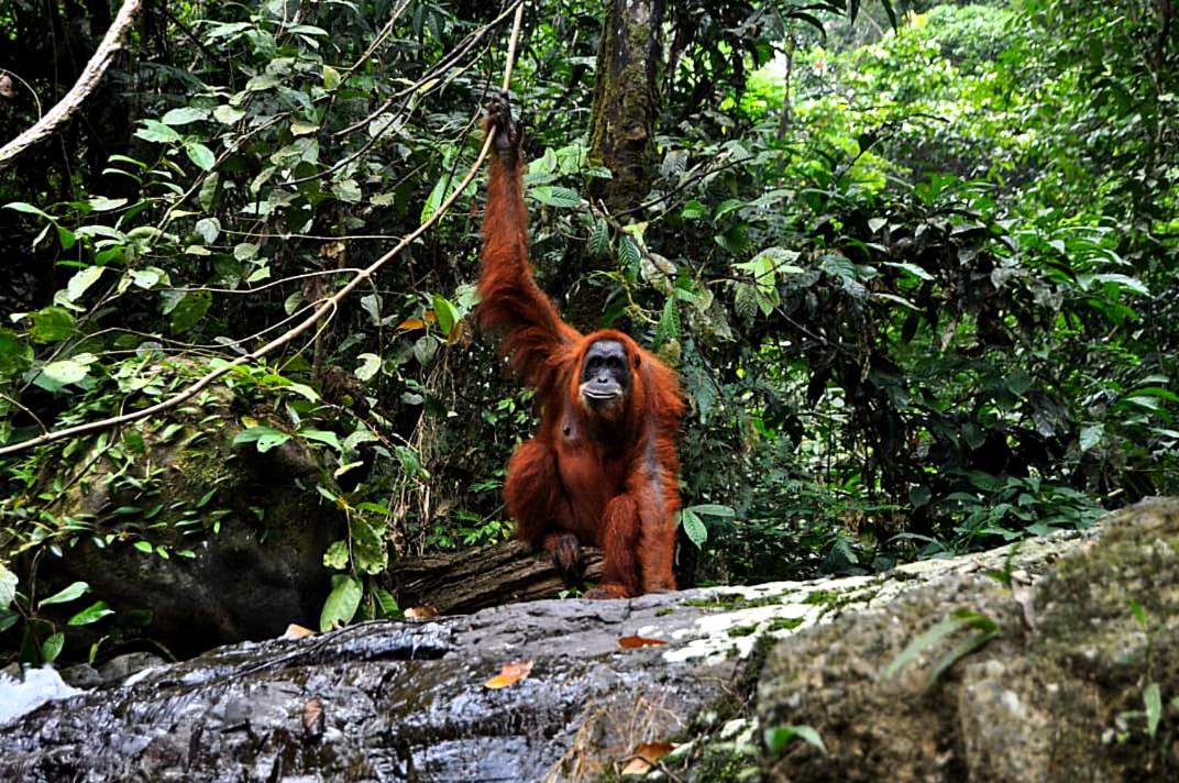 ORANGUTAN TREKKING LODGE Only Book Jungle trek with us view 4