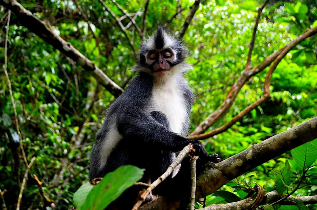 ORANGUTAN TREKKING LODGE Only Book Jungle trek with us view 2