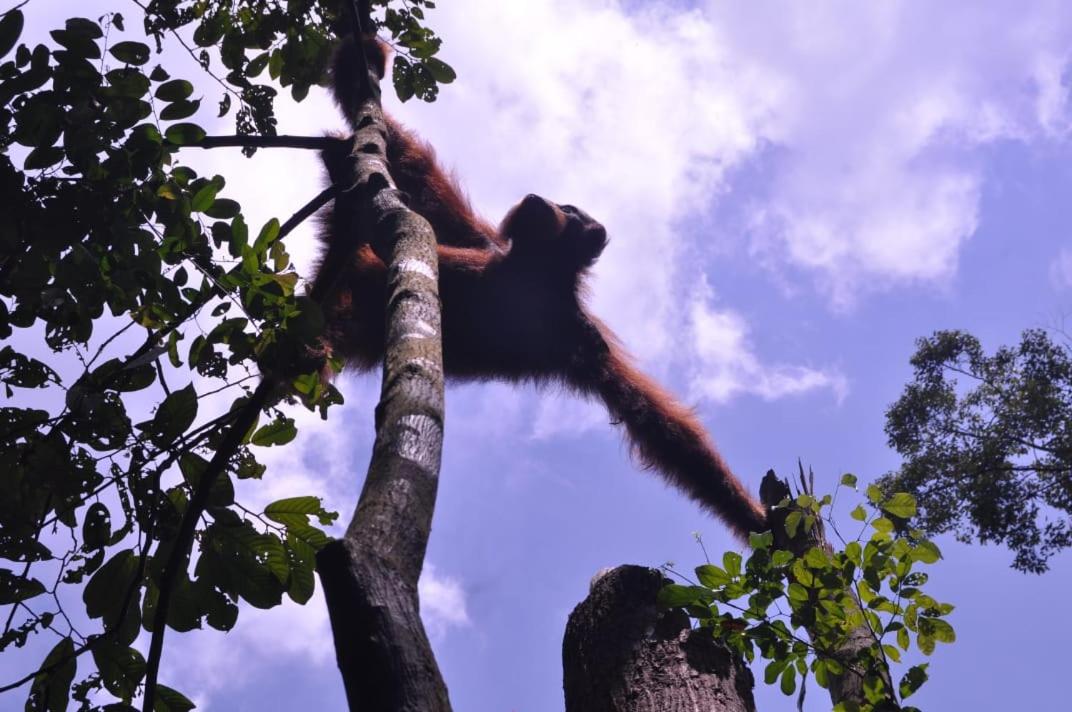 ORANGUTAN TREKKING LODGE Only Book Jungle trek with us view 5
