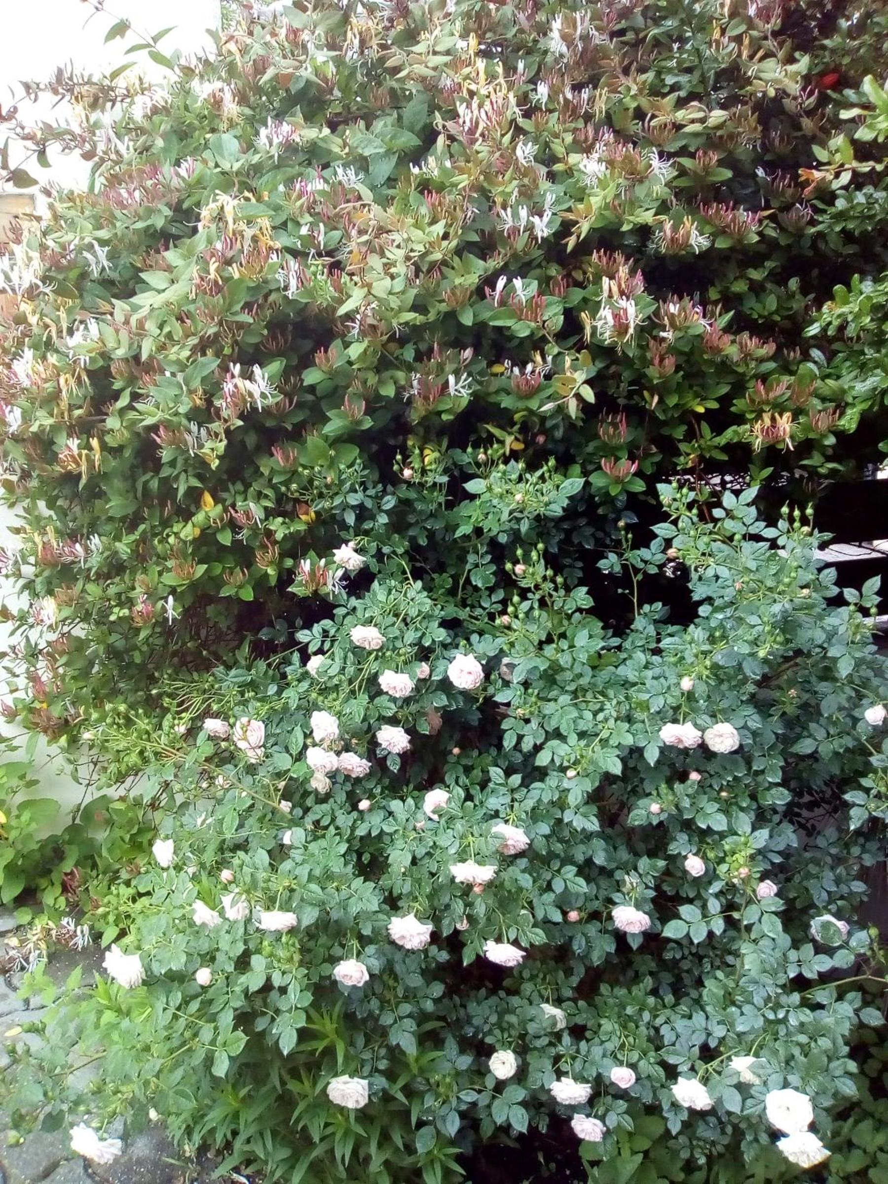 Photo 40