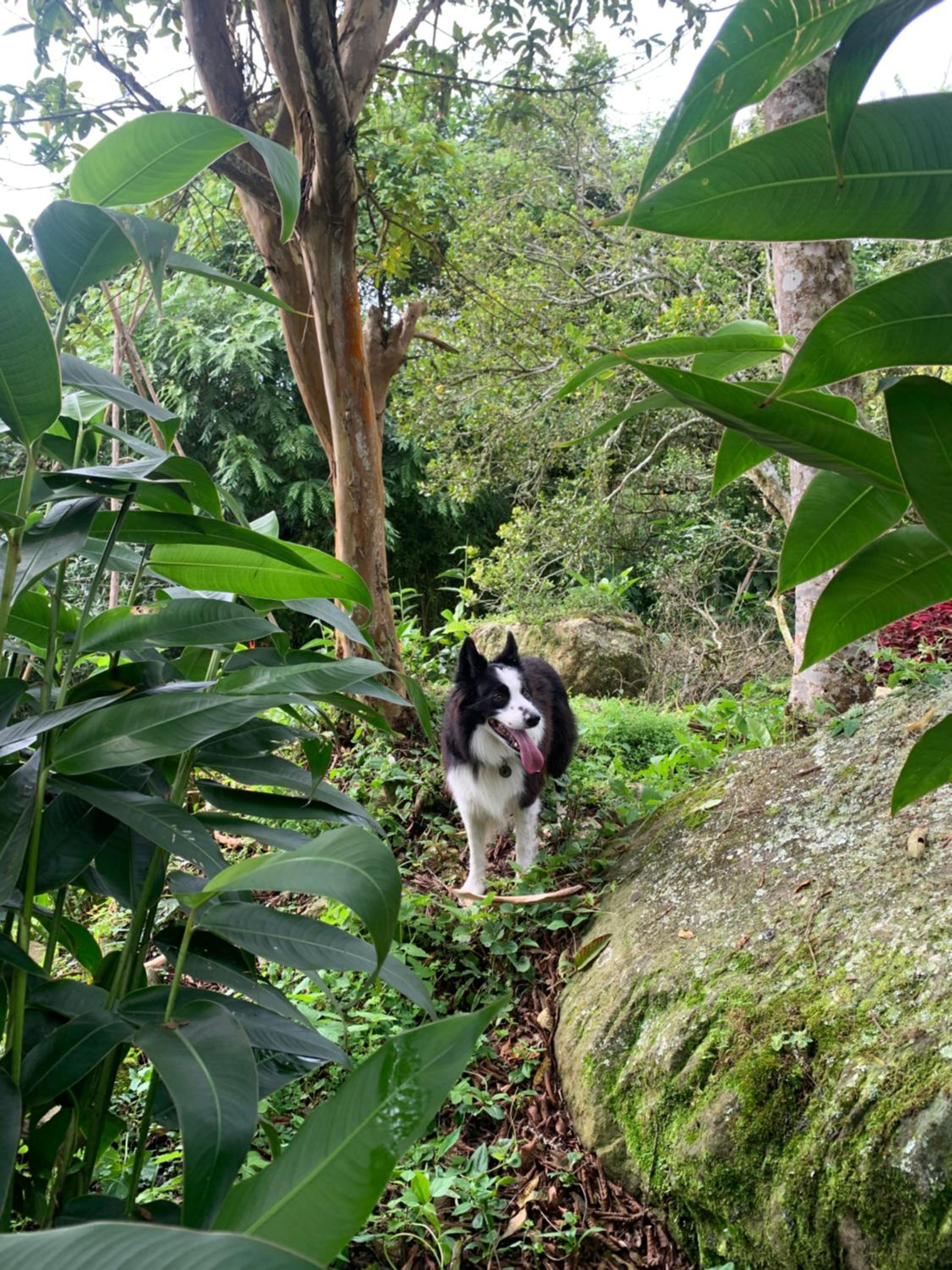 Bosque de Aventura & Glamping El Refugio del Bosque