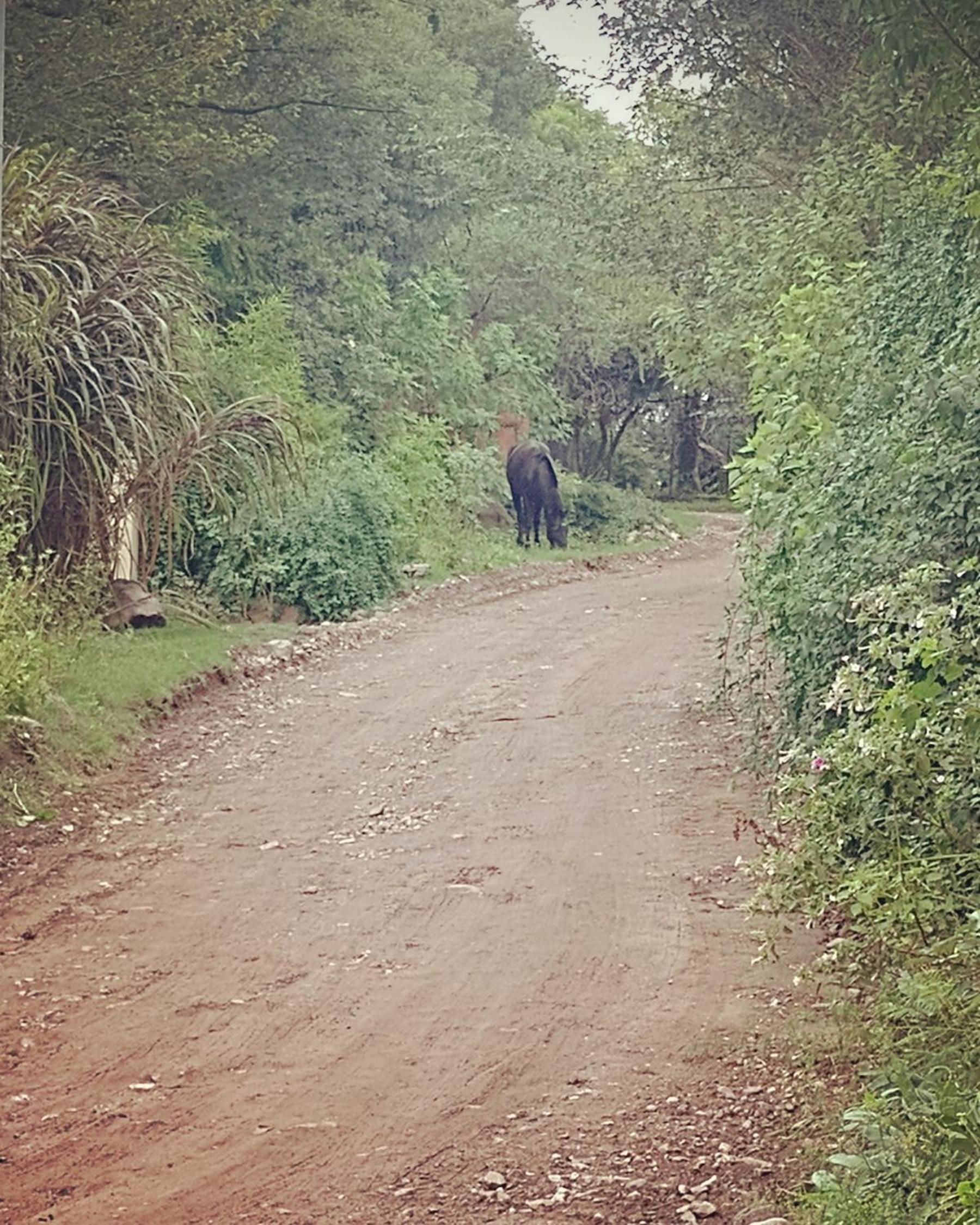 Lacasitadepiedra_Cabana