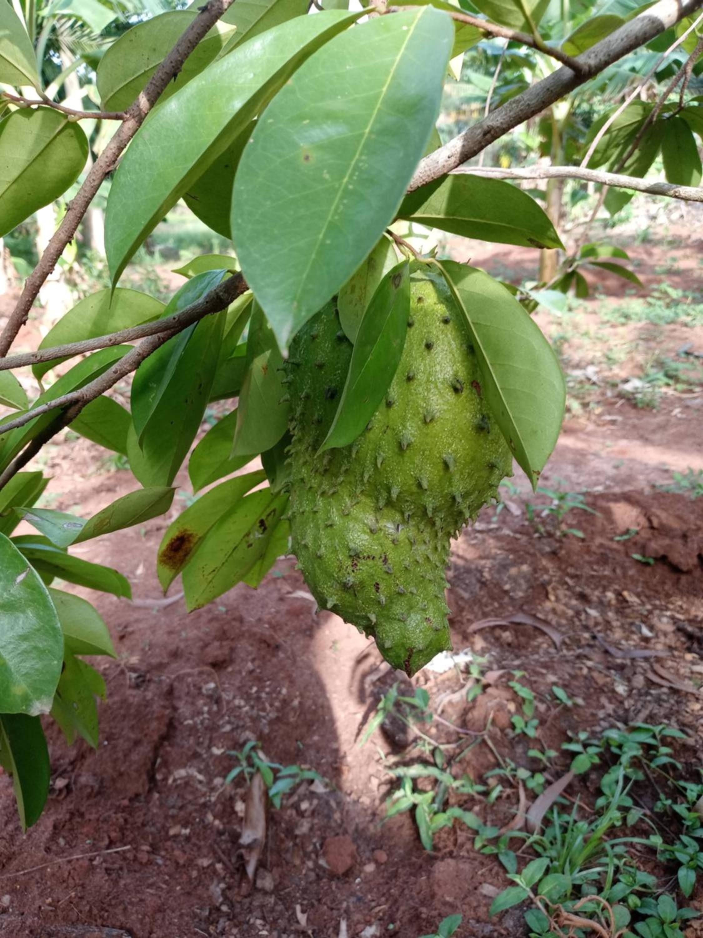Glamping Lakeview Ouidah