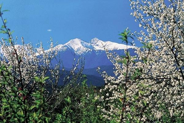 MAS DU CANIGOU - FLOR DE LOTUS, photo 2