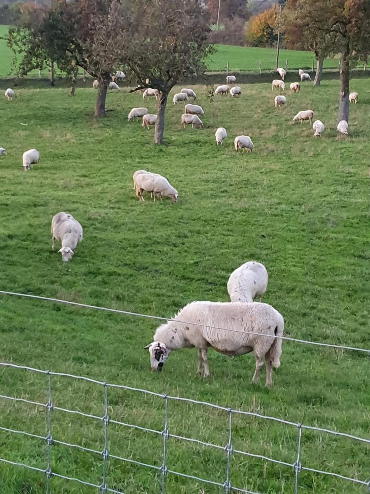 Ferienwohnung Niederrhein