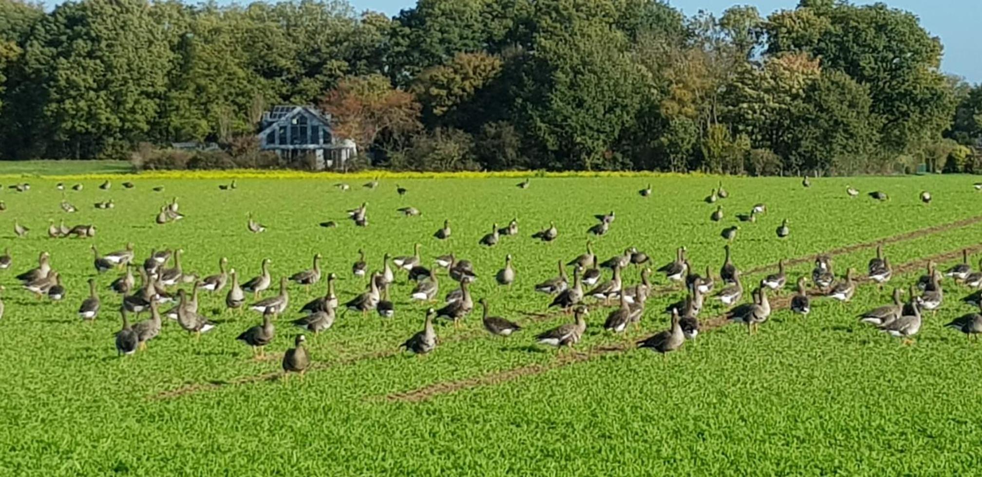 Ferienwohnung Niederrhein