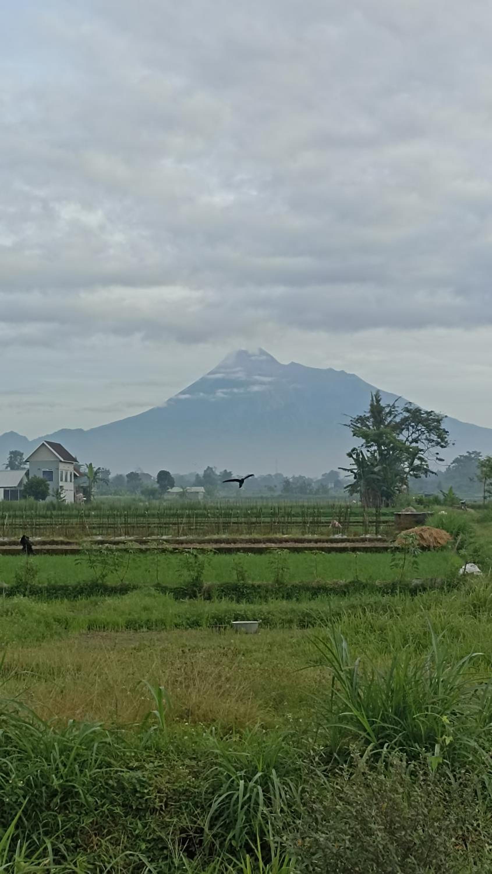 Hexa Jongkangan