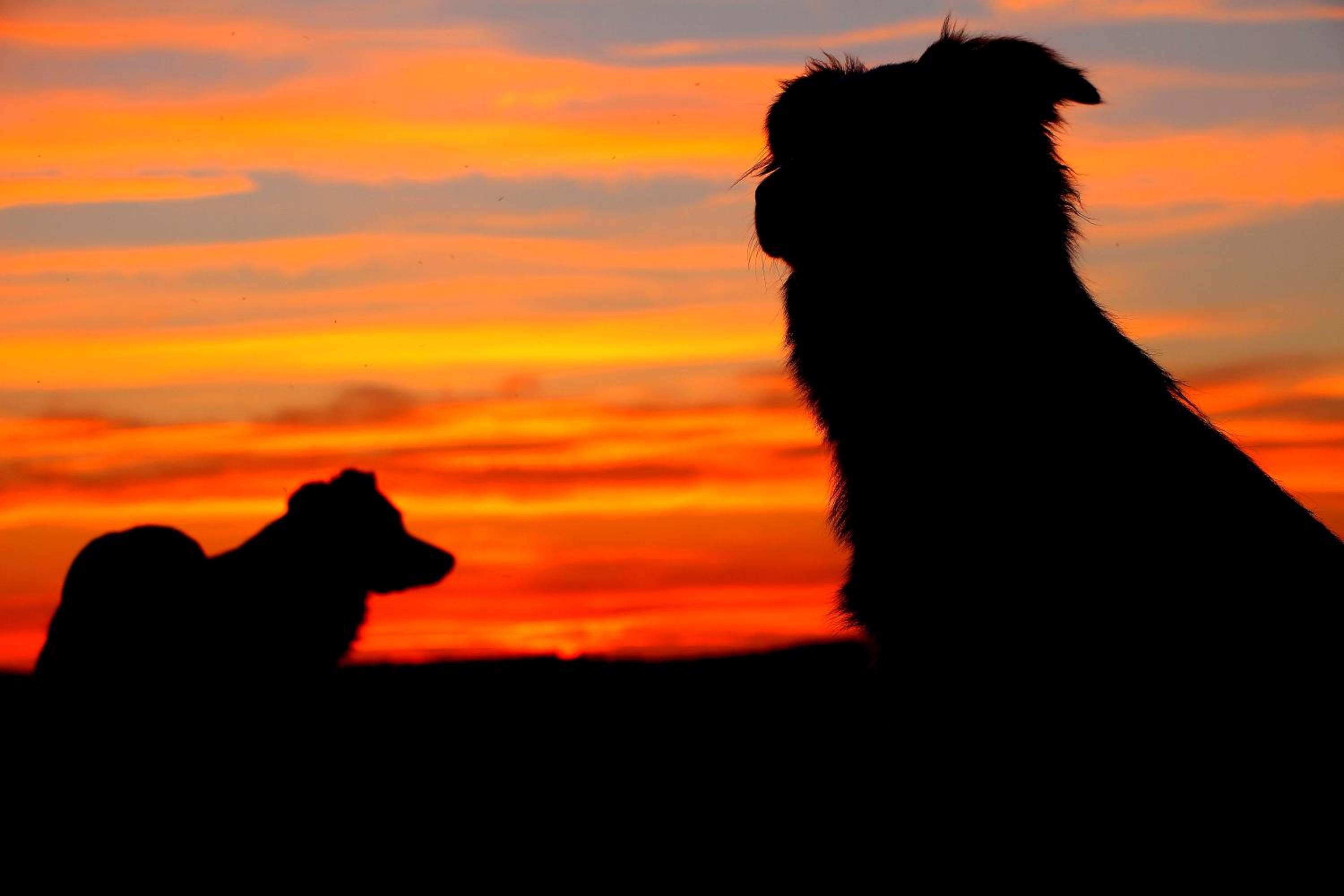 Ferienwohnung Hundeblick