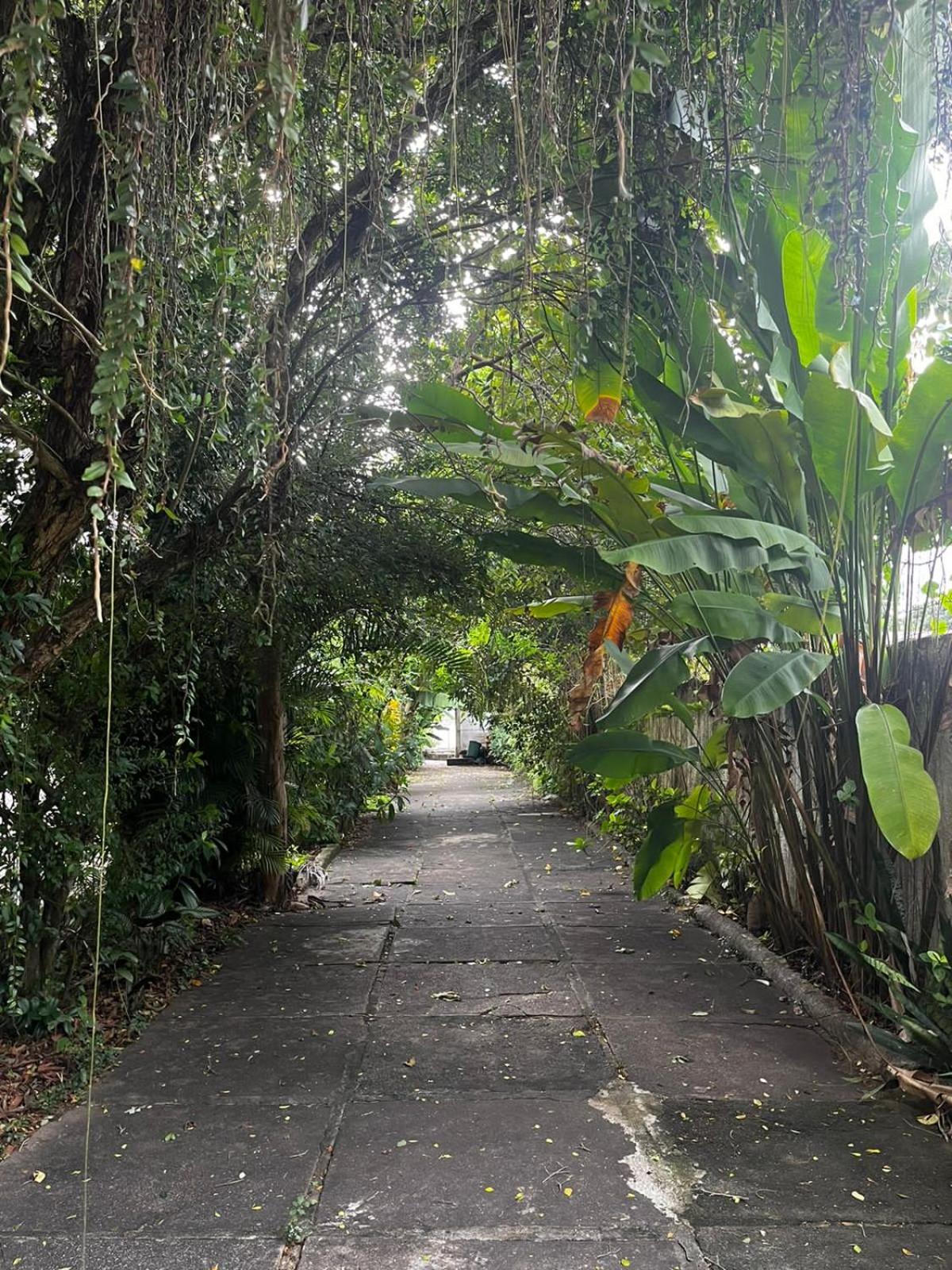 Cantinho do Thiê - Ilha de Paquetá