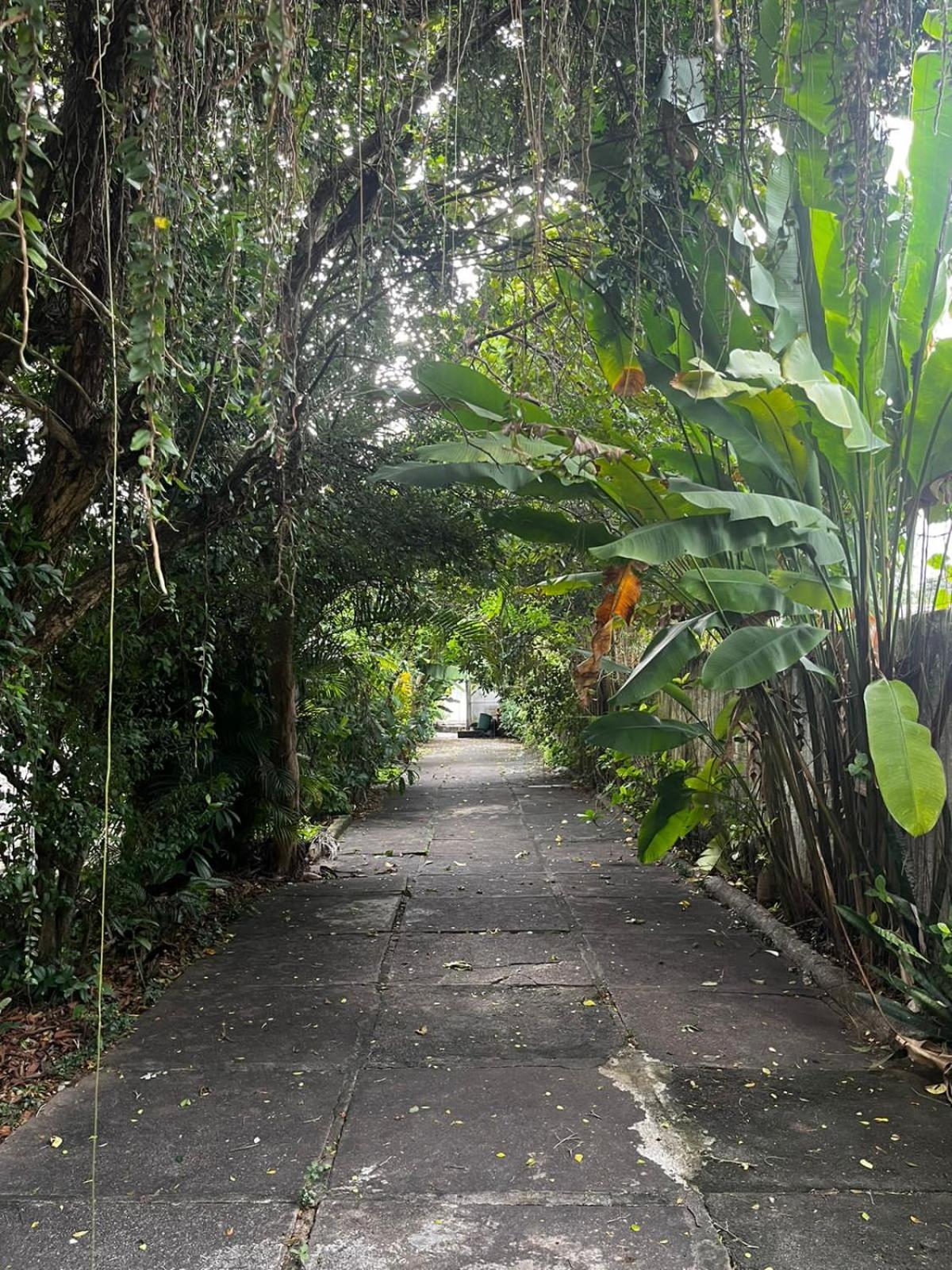 Cantinho do Thiê - Ilha de Paquetá
