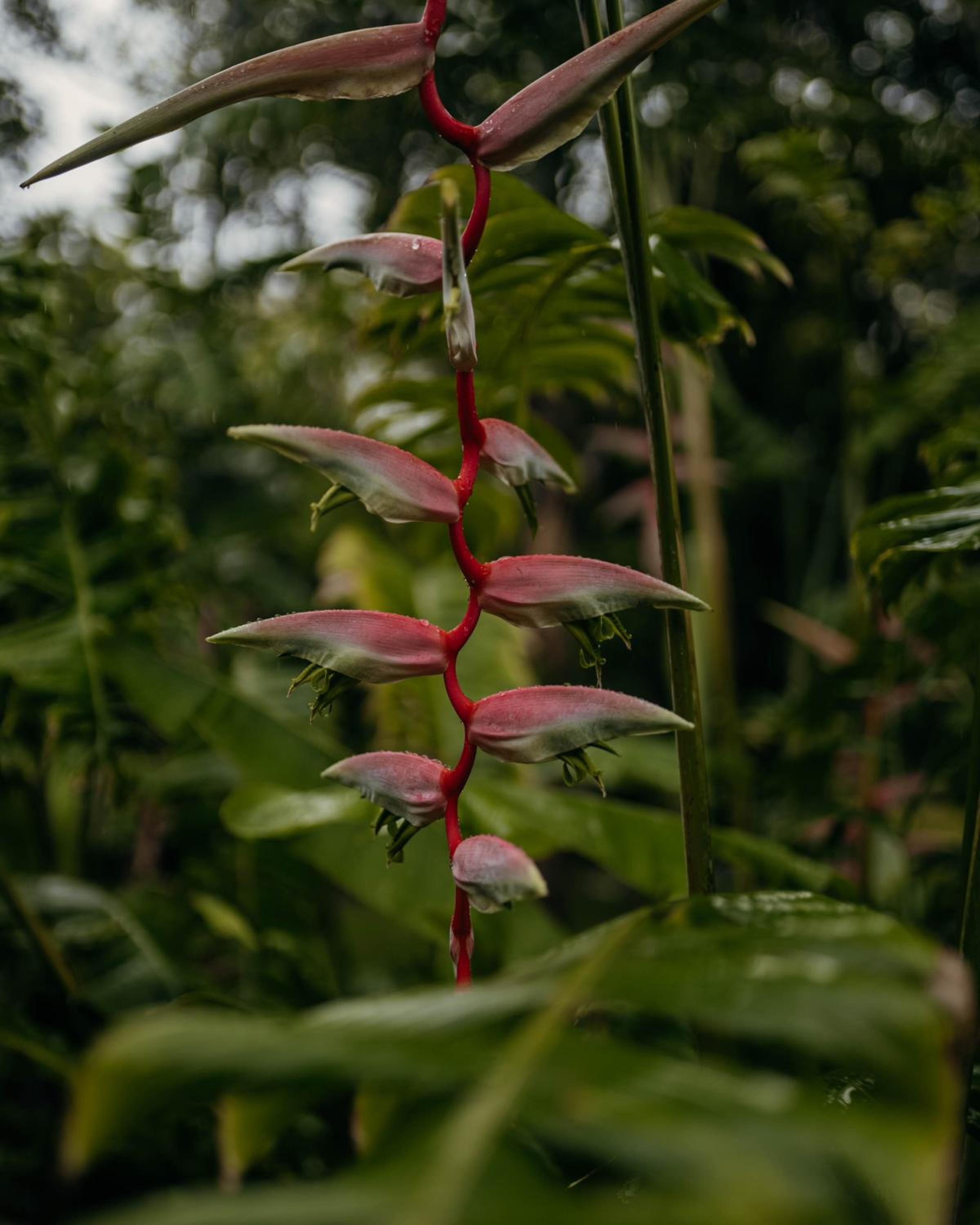 Cape Trib Farm