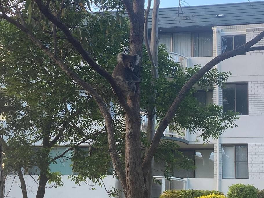 Tranquil Escape - Koala Hotspot - 2 Bed 2 Bath Apt Spectacular Sea Views