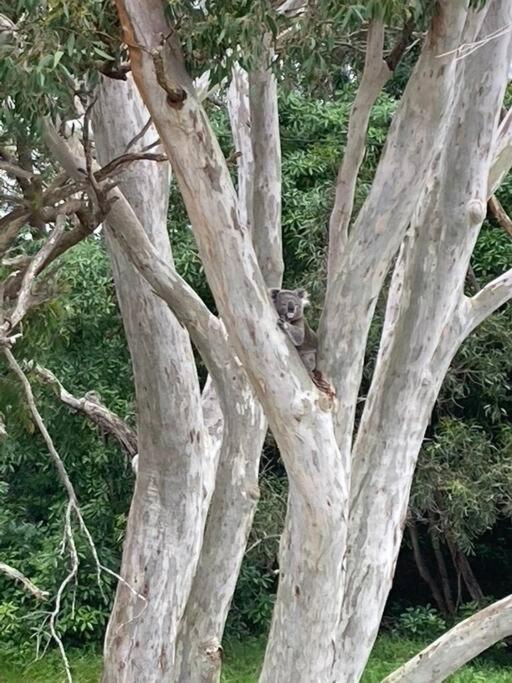 Tranquil Escape - Koala Hotspot - 2 Bed 2 Bath Apt Spectacular Sea Views