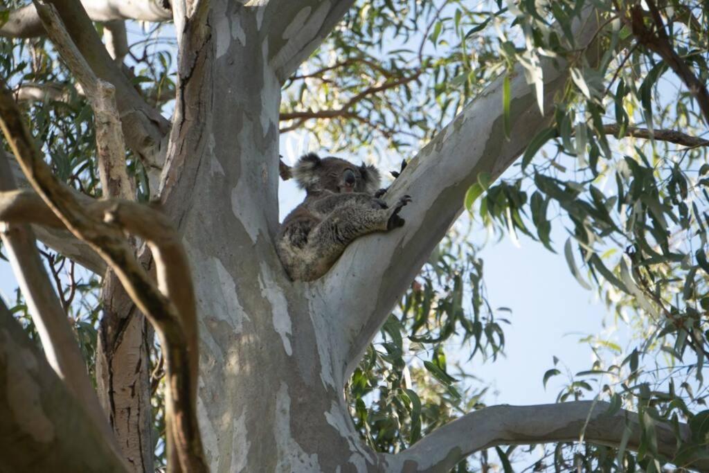 Tranquil Escape - Koala Hotspot - 2 Bed 2 Bath Apt Spectacular Sea Views