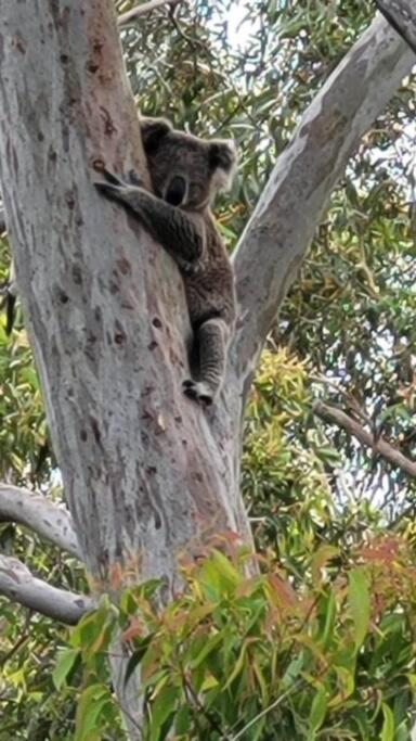 Tranquil Escape - Koala Hotspot - 2 Bed 2 Bath Apt Spectacular Sea Views