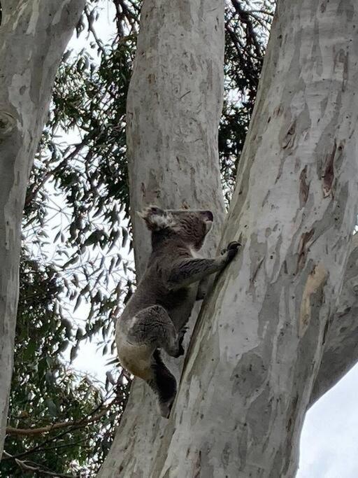 Tranquil Escape - Koala Hotspot - 2 Bed 2 Bath Apt Spectacular Sea Views
