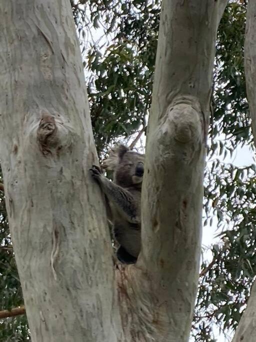 Tranquil Escape - Koala Hotspot - 2 Bed 2 Bath Apt Spectacular Sea Views