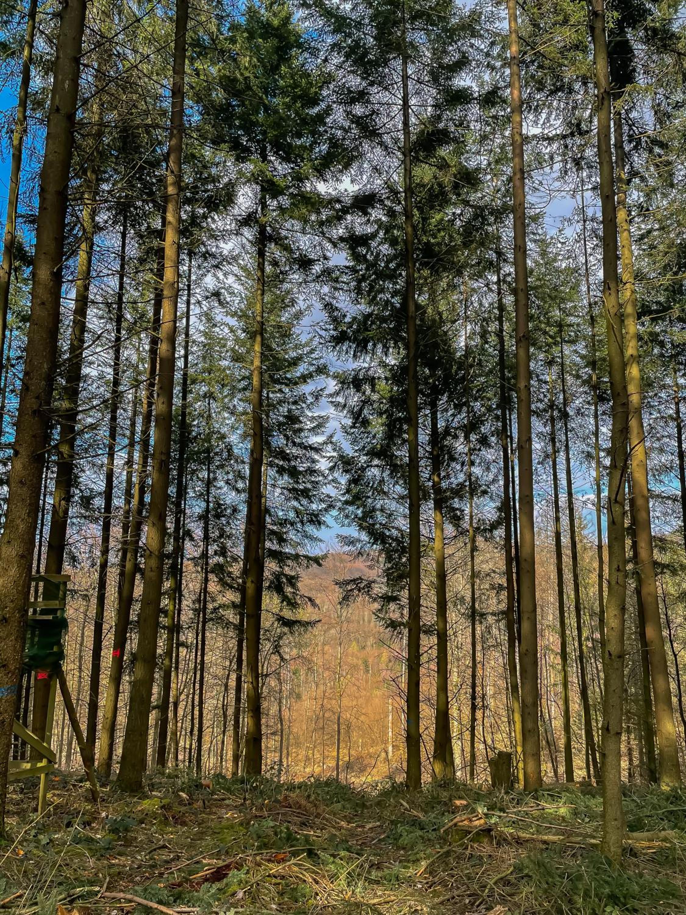 Ferienhaus am Wald