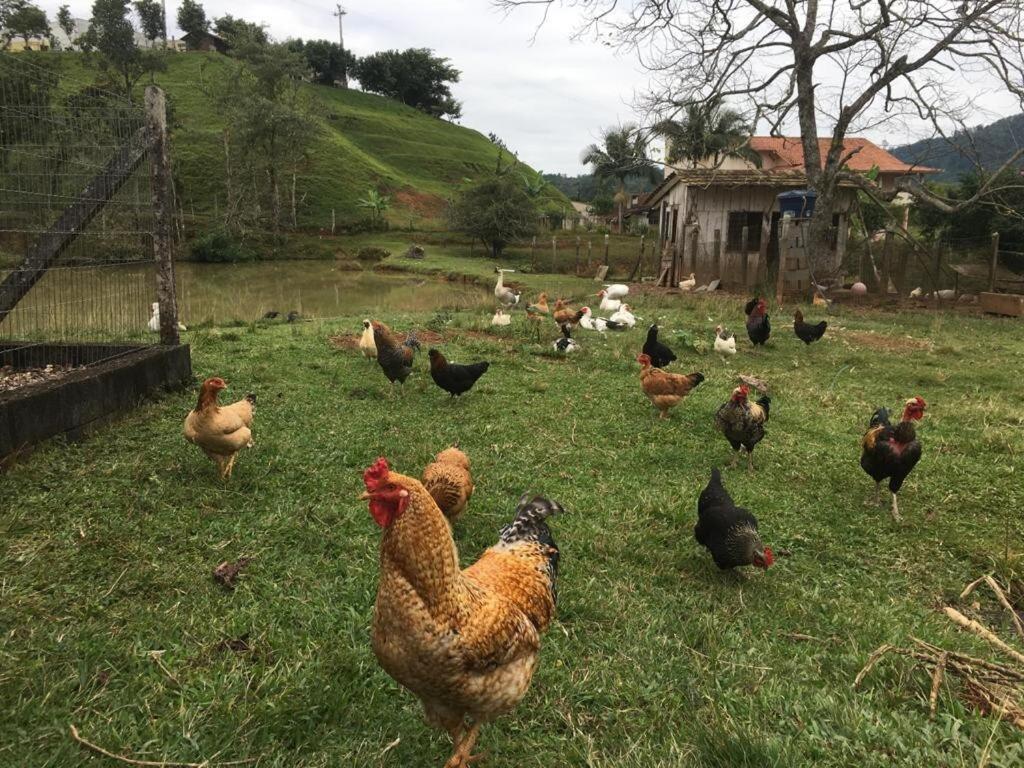 Sítio Opa Chopp