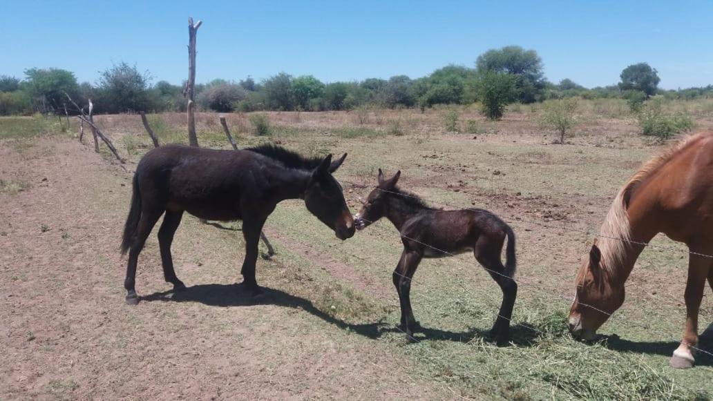 Finca ELSA