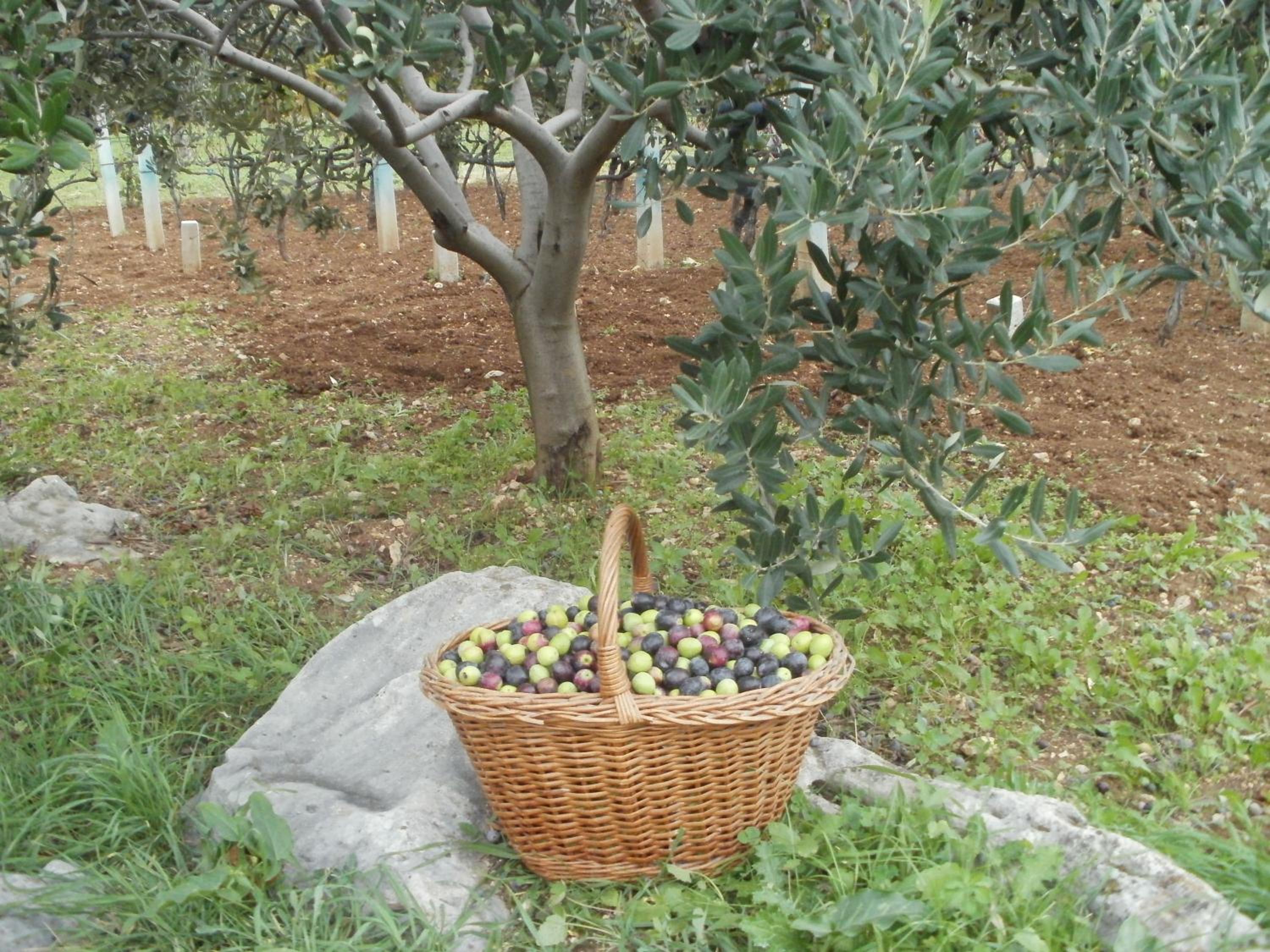 Photo 23