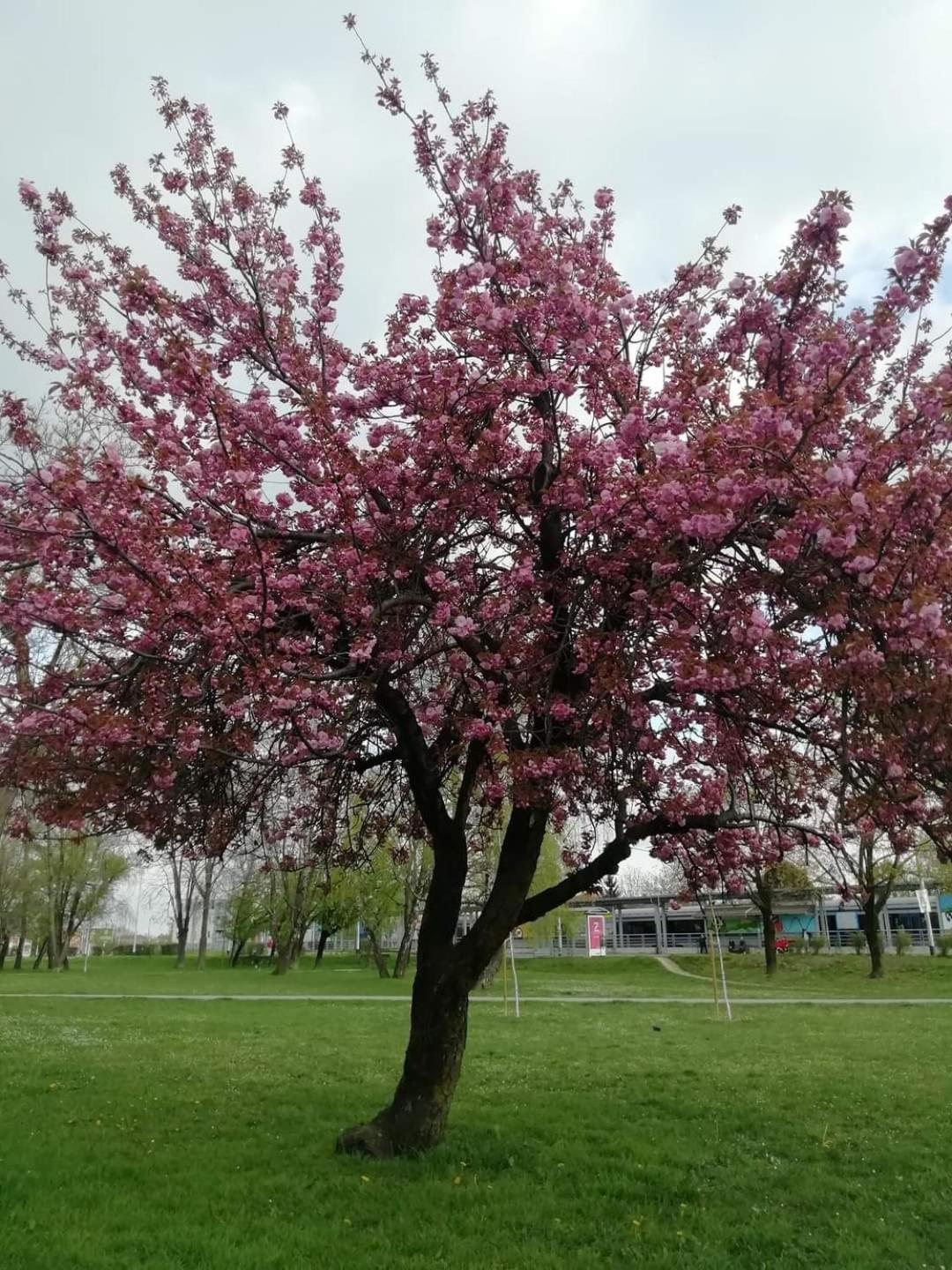 Apartman 7th Heaven