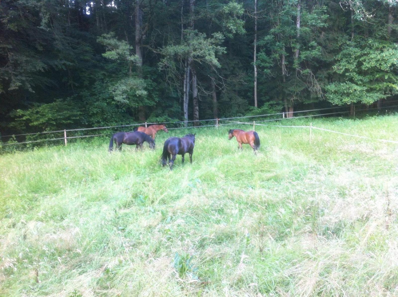 Sérénité et nature dans une ferme équestre - studio familial