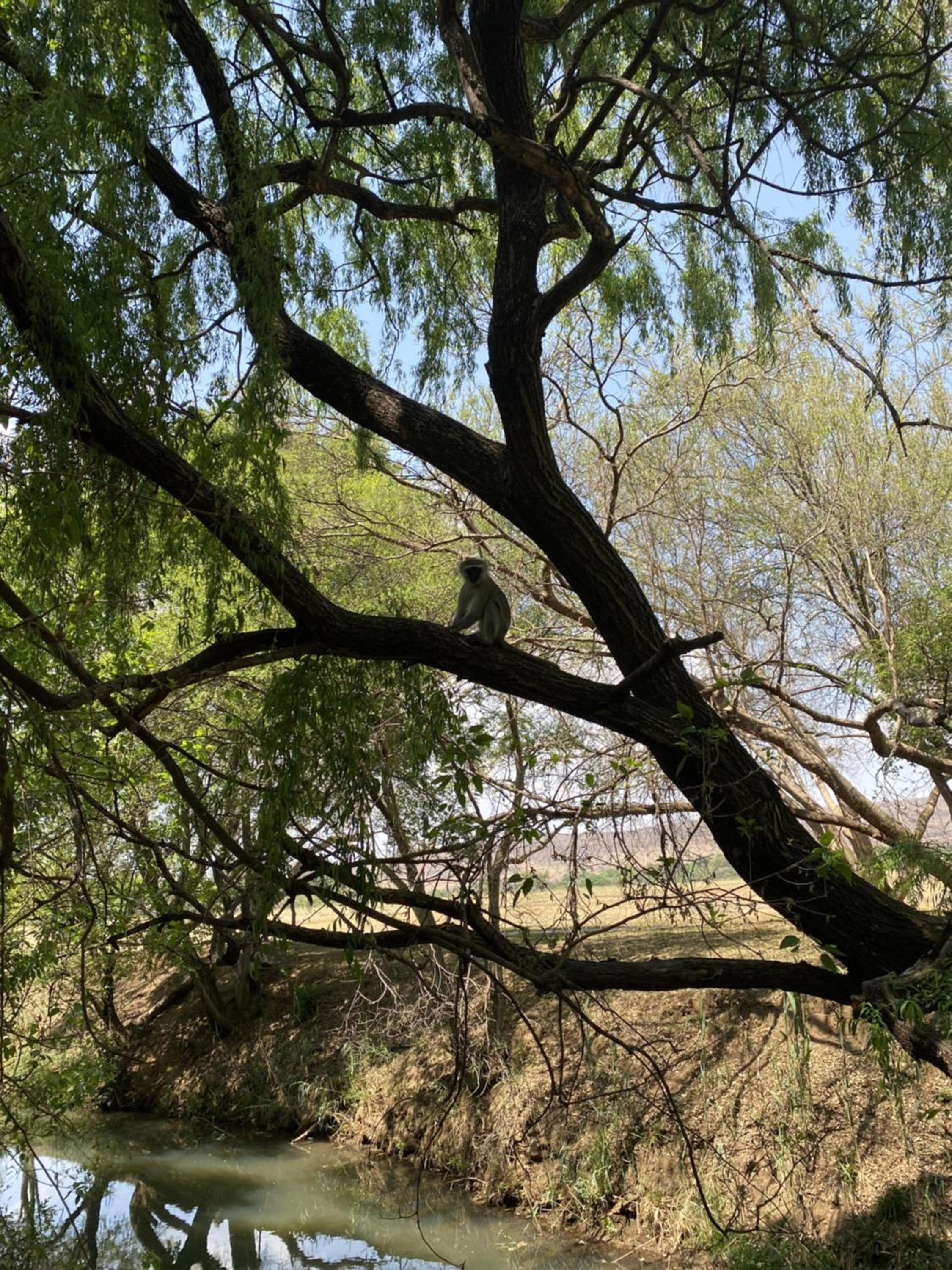 Porcupine House