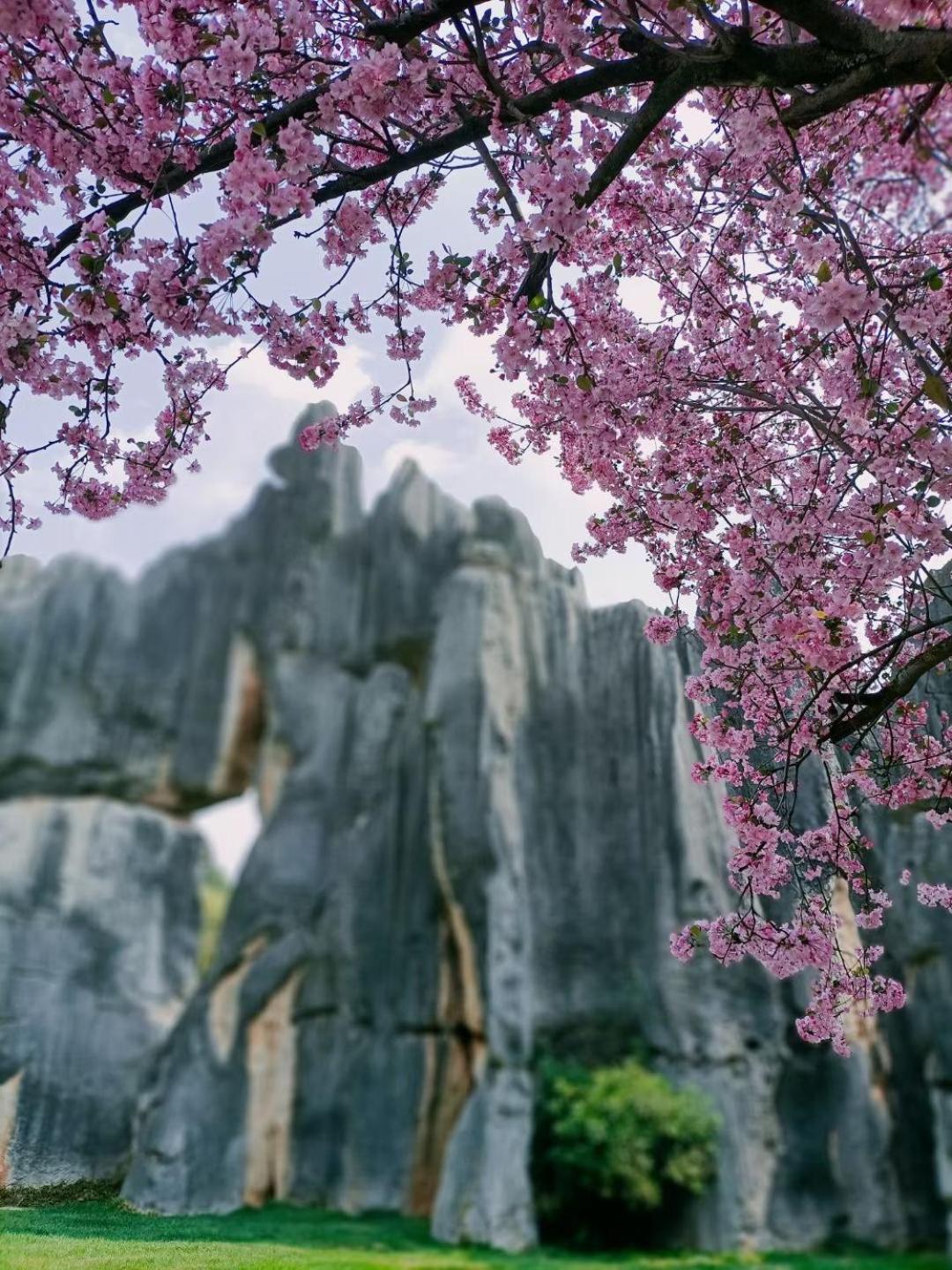 Stone Forest Mijia Guest House
