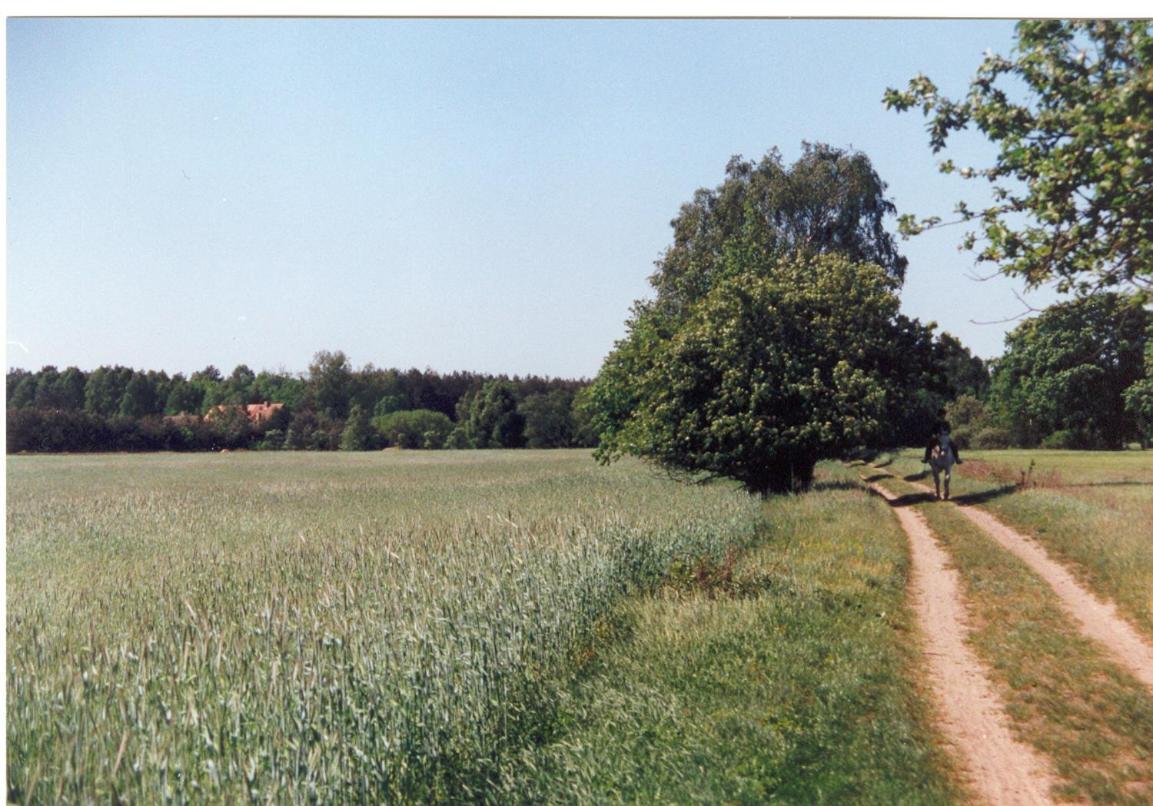 Photo 24