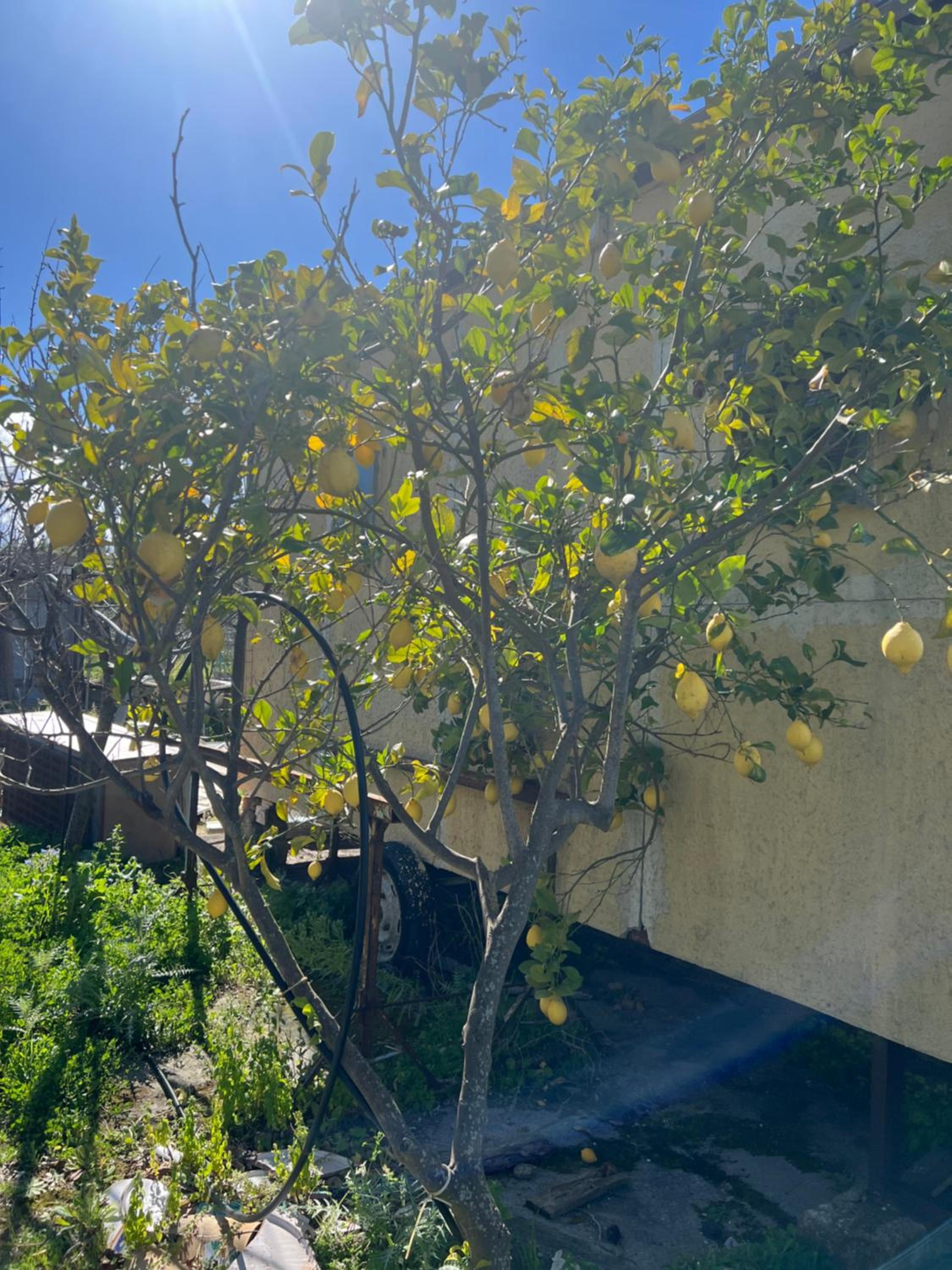 Bellavista