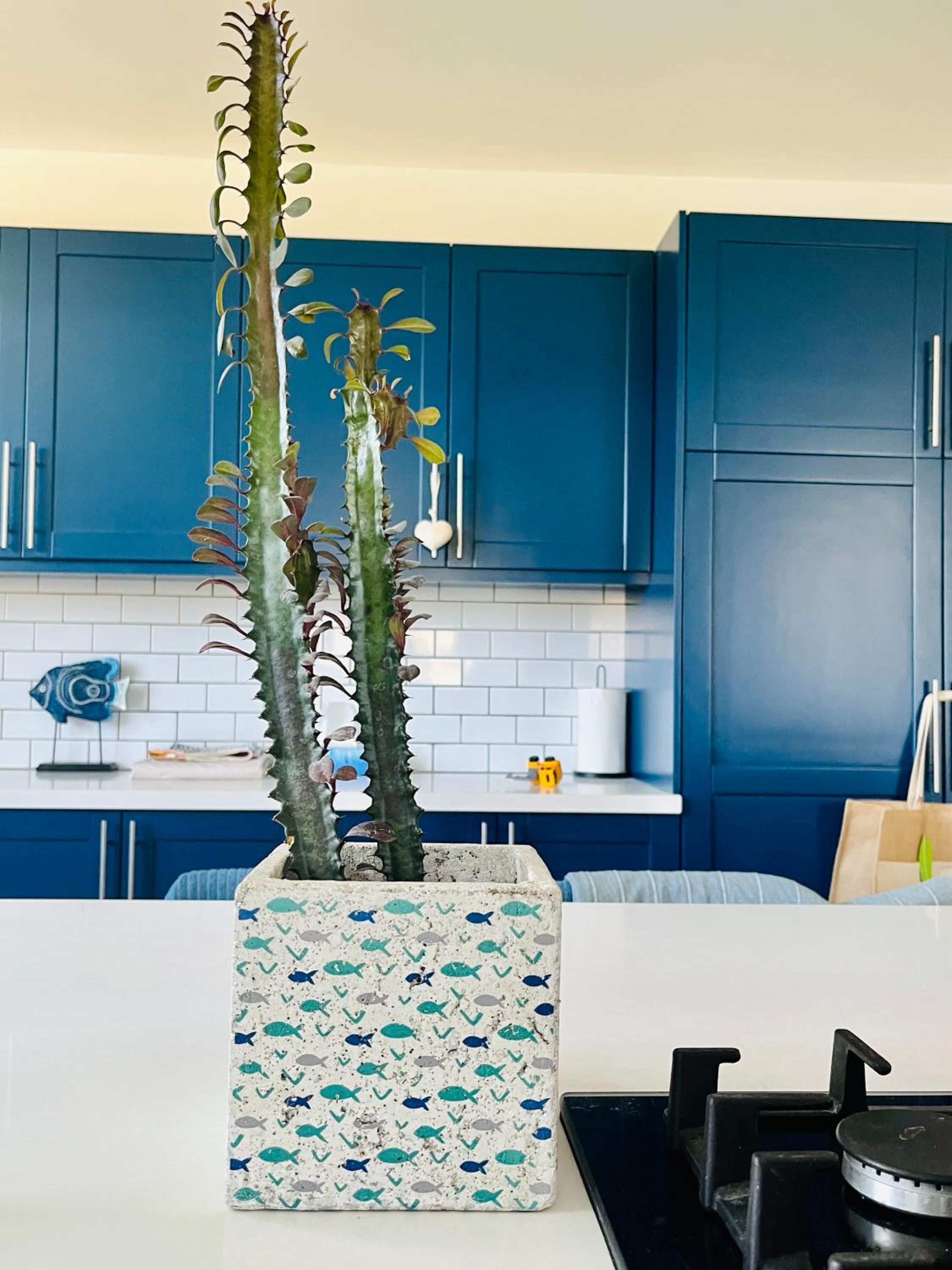 The Blue House