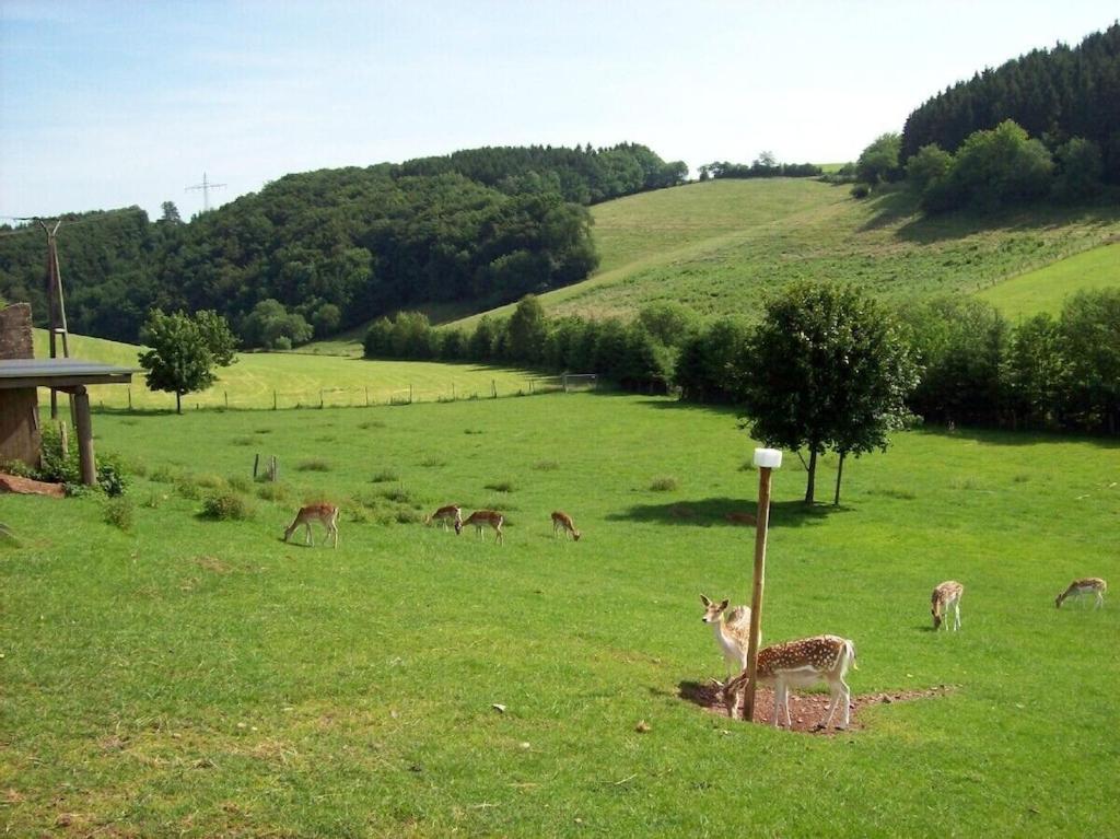 Hof Görrespesch-Ferien im Herzen der Schneifel