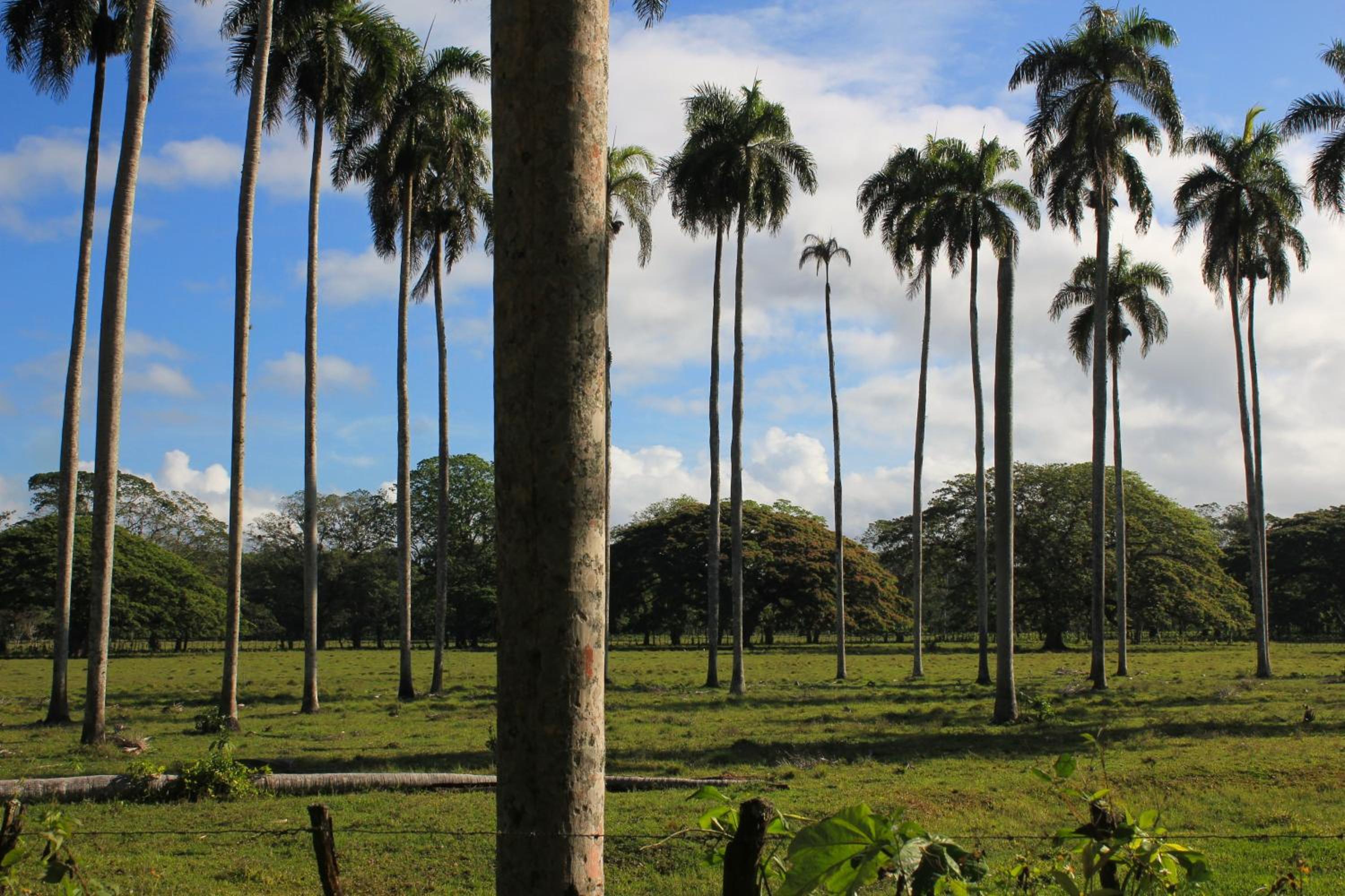 Casa Bonita Pimentel