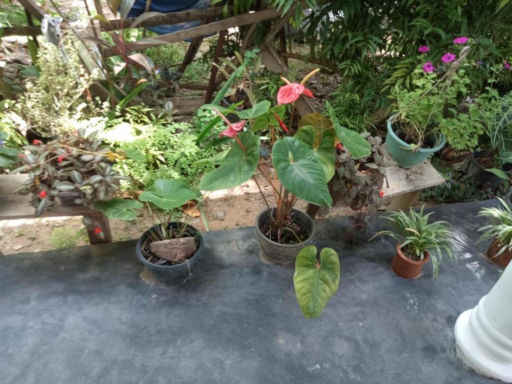 Myro Cottage view 3