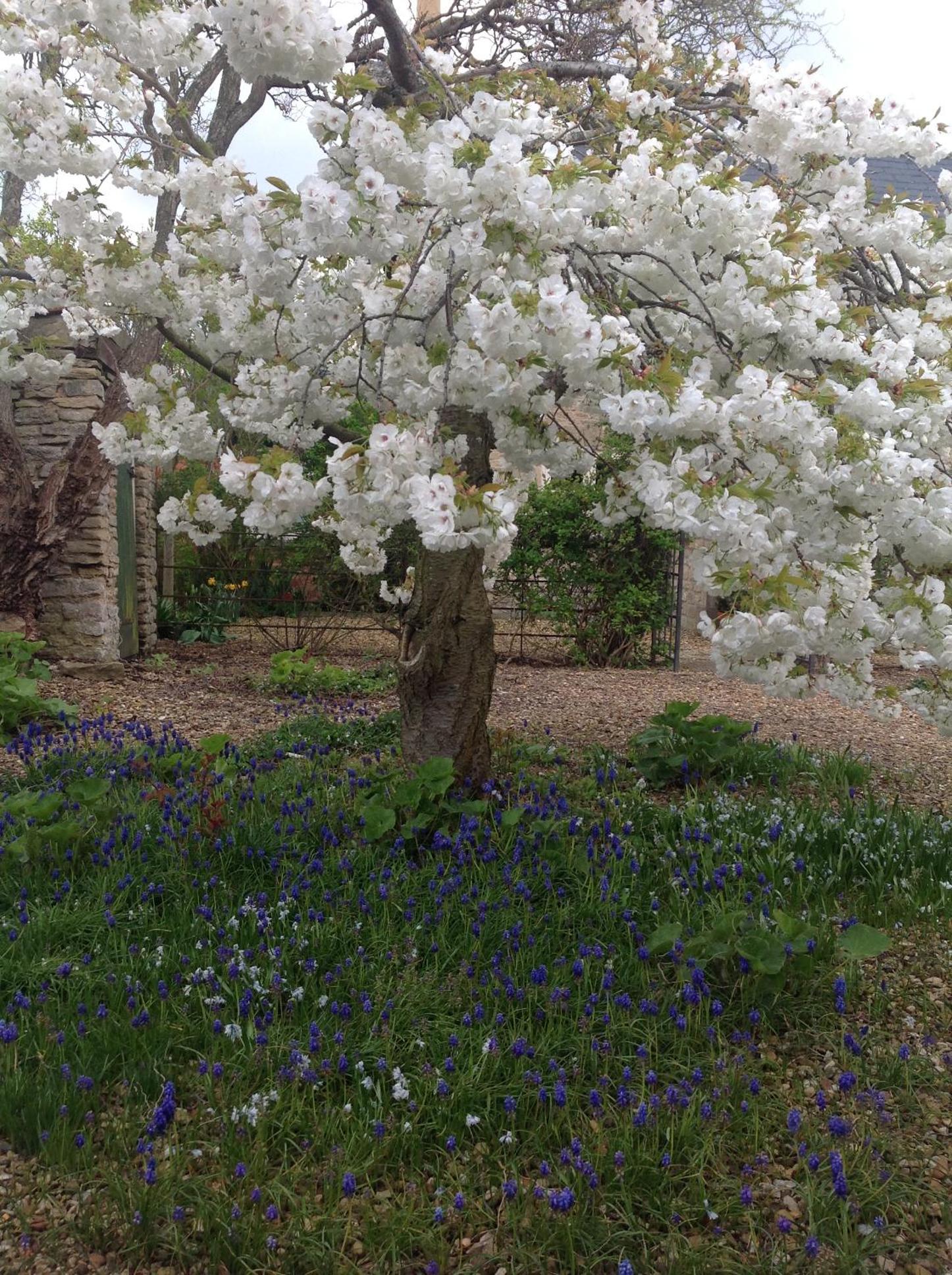 Orchard Cottage, Clematis cottages, Stamford. Accessible luxury home. view 5
