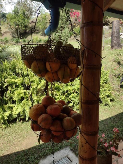 Finca Emilio