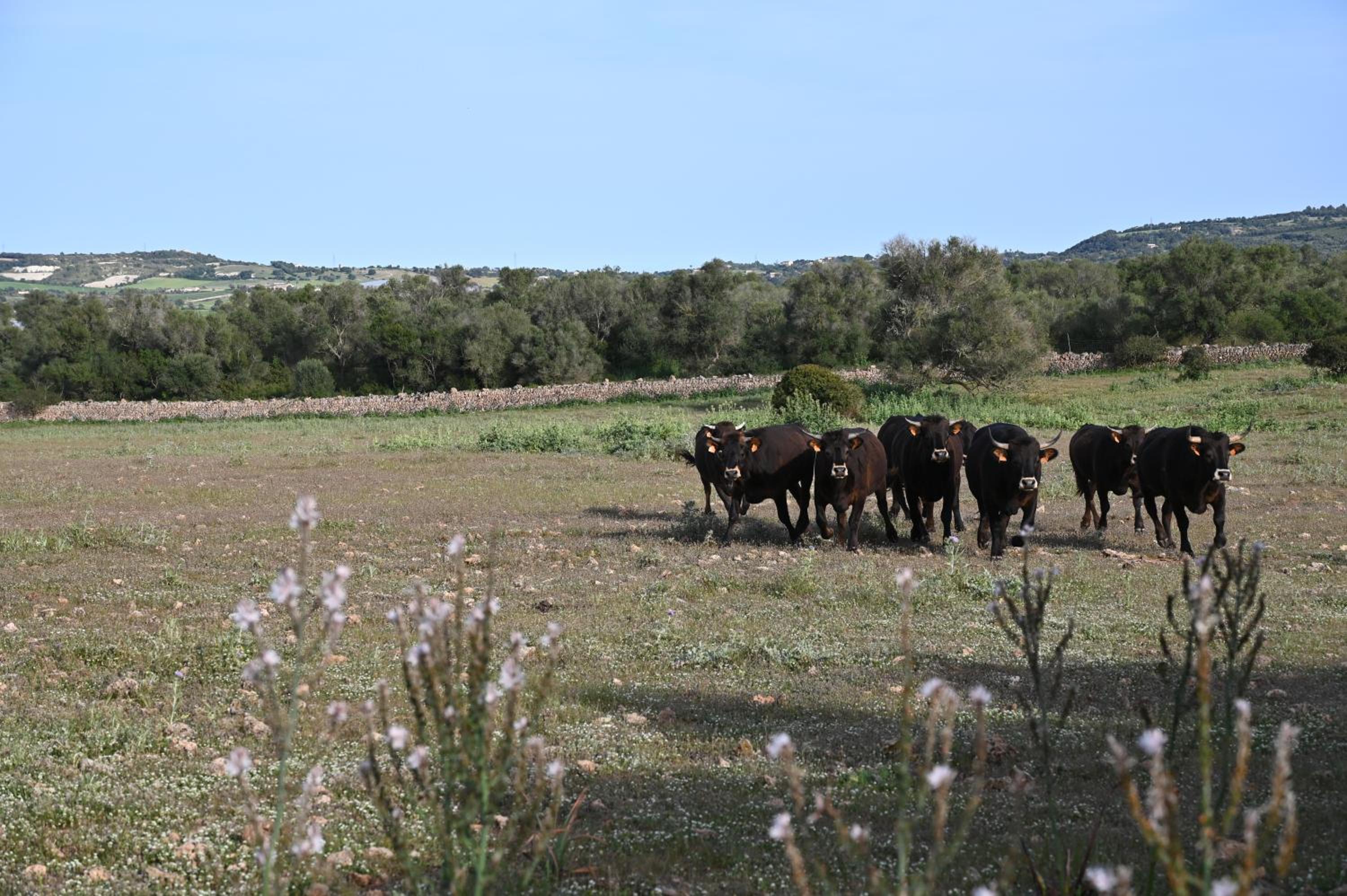Finca Sa Cova Vella