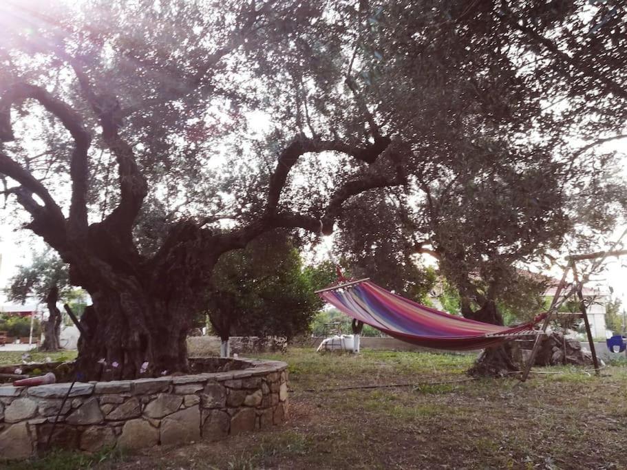 Cretan cottage of 1900 with beautiful olive yard