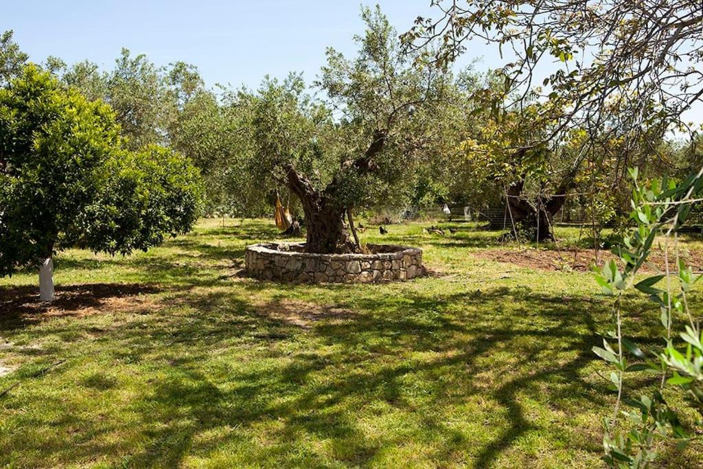 Cretan cottage of 1900 with beautiful olive yard