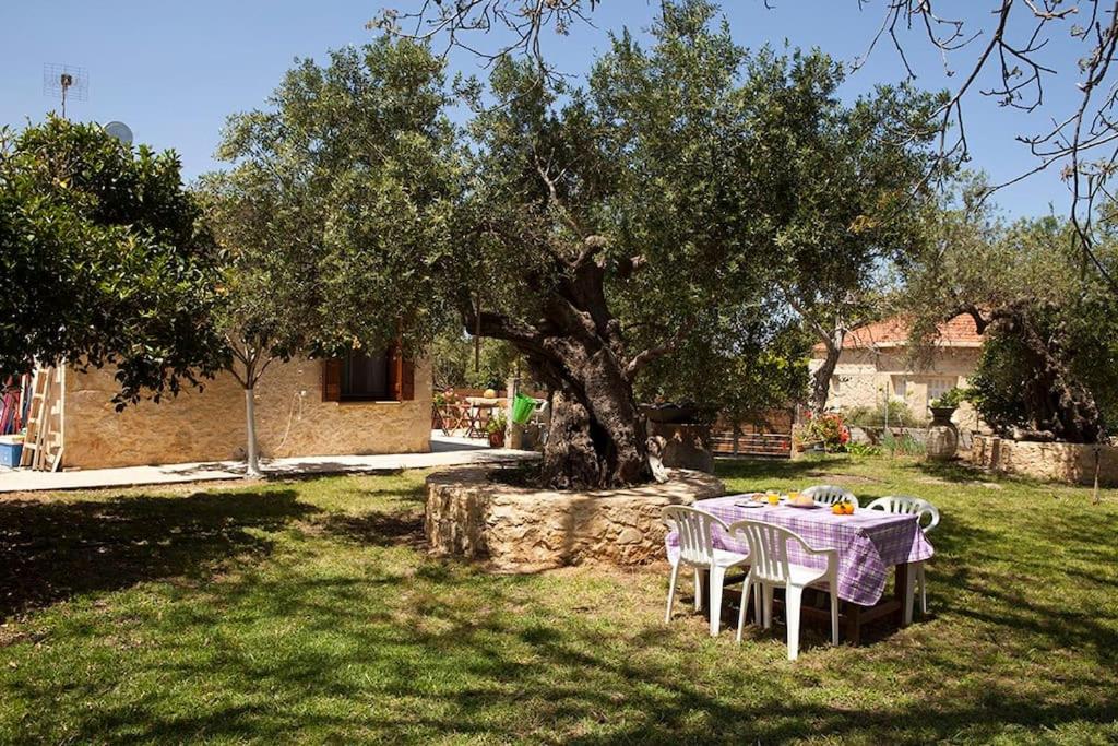 Cretan cottage of 1900 with beautiful olive yard