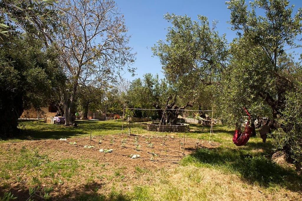 Cretan cottage of 1900 with beautiful olive yard